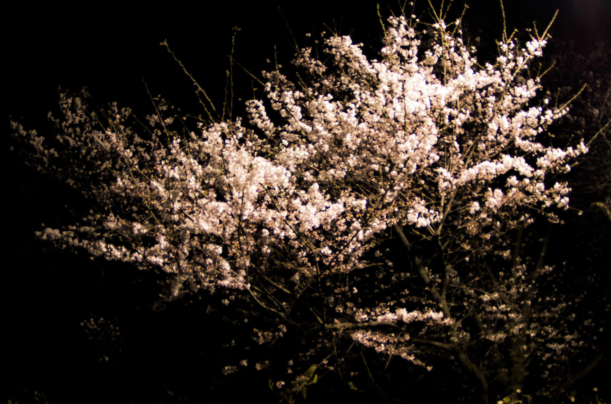 Pentax K-30 sample photo. Sakura, cherry trees photography