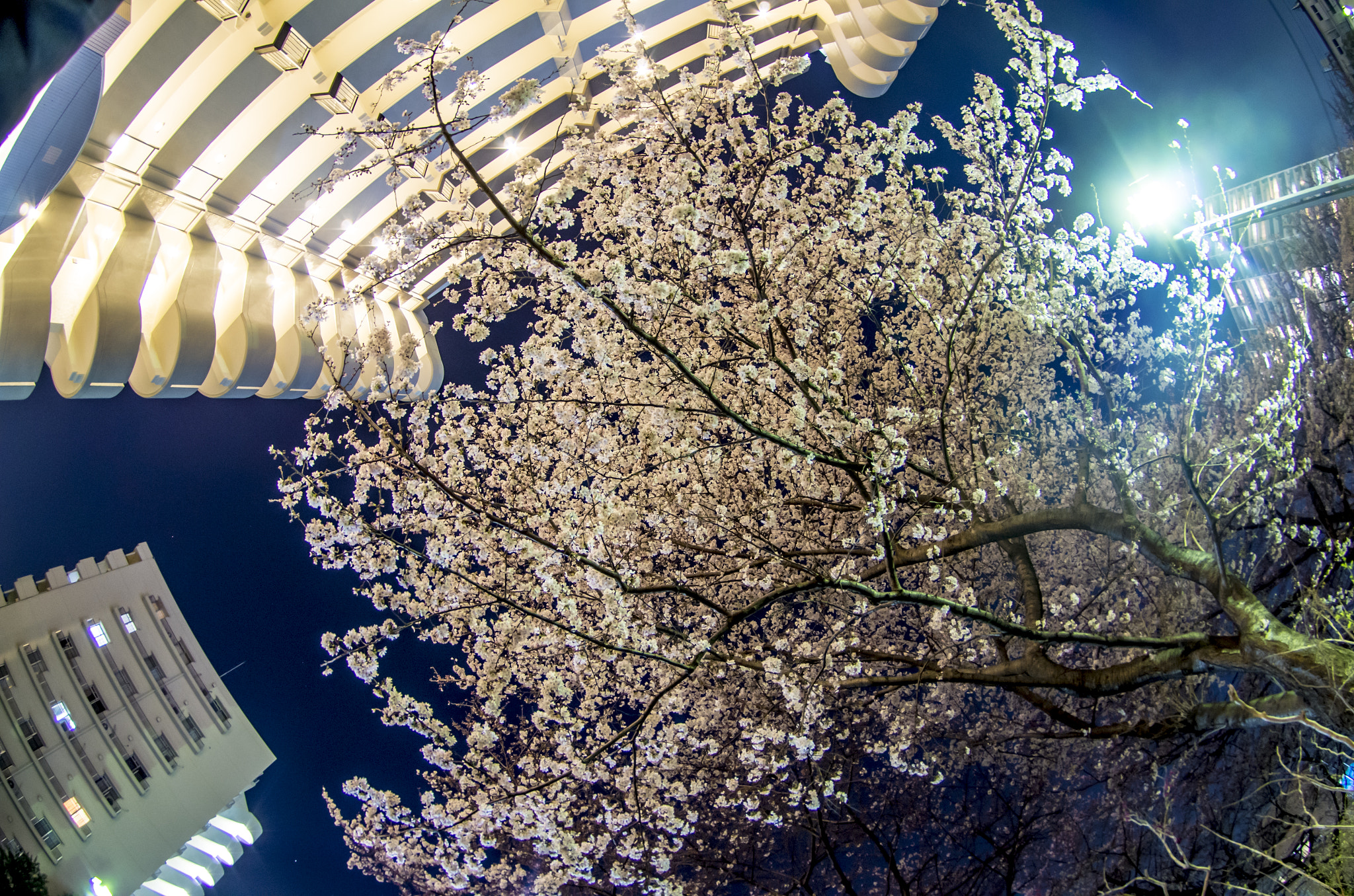 Pentax smc DA 10-17mm F3.5-4.5 ED (IF) Fisheye sample photo. Sakura, cherry trees photography