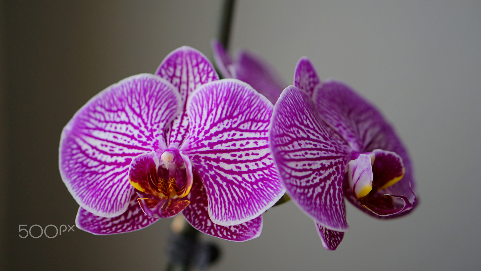 Sony E 50mm F1.8 OSS sample photo. Faces... photography