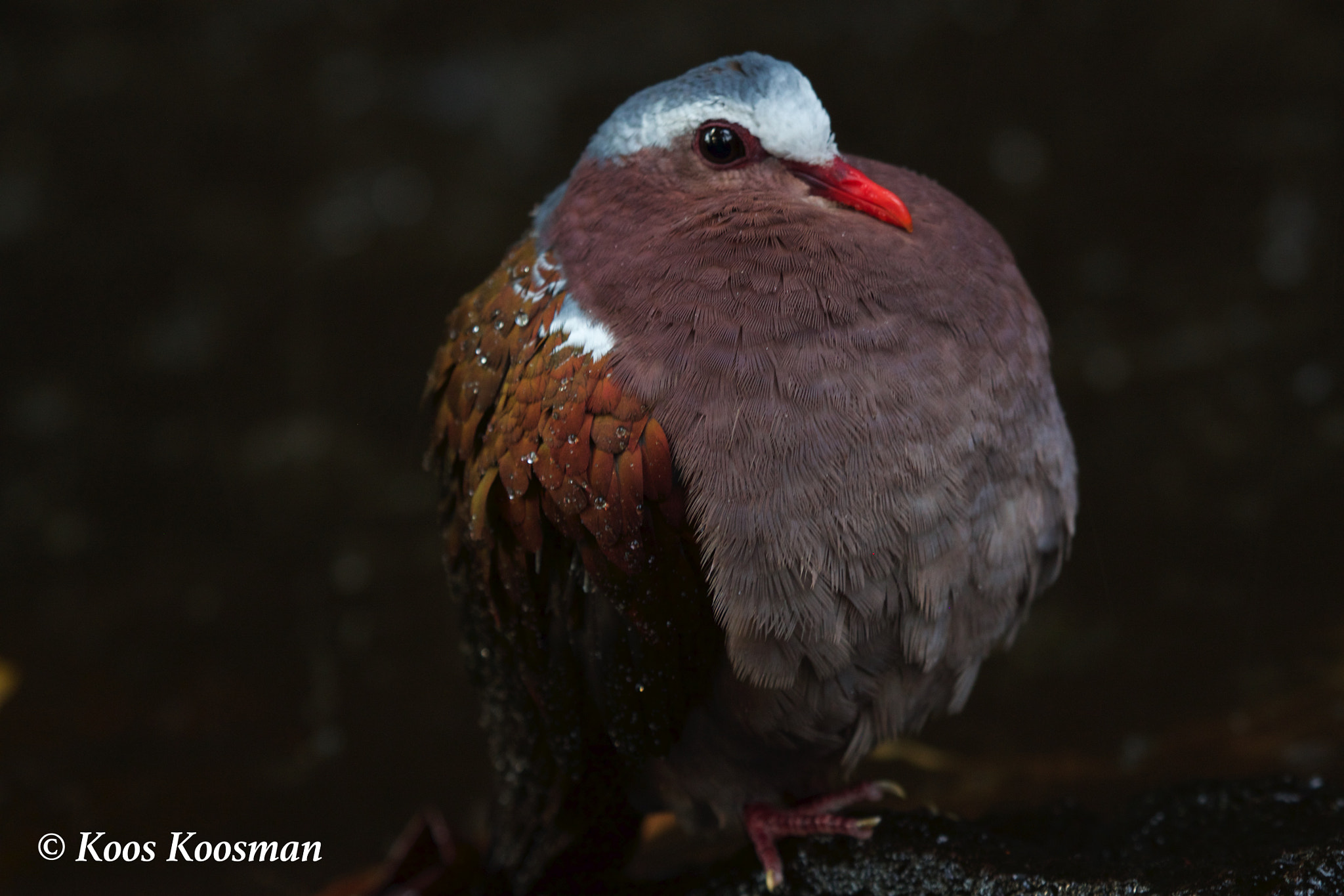 Canon EF 100-400mm F4.5-5.6L IS USM sample photo. Bird awaken photography