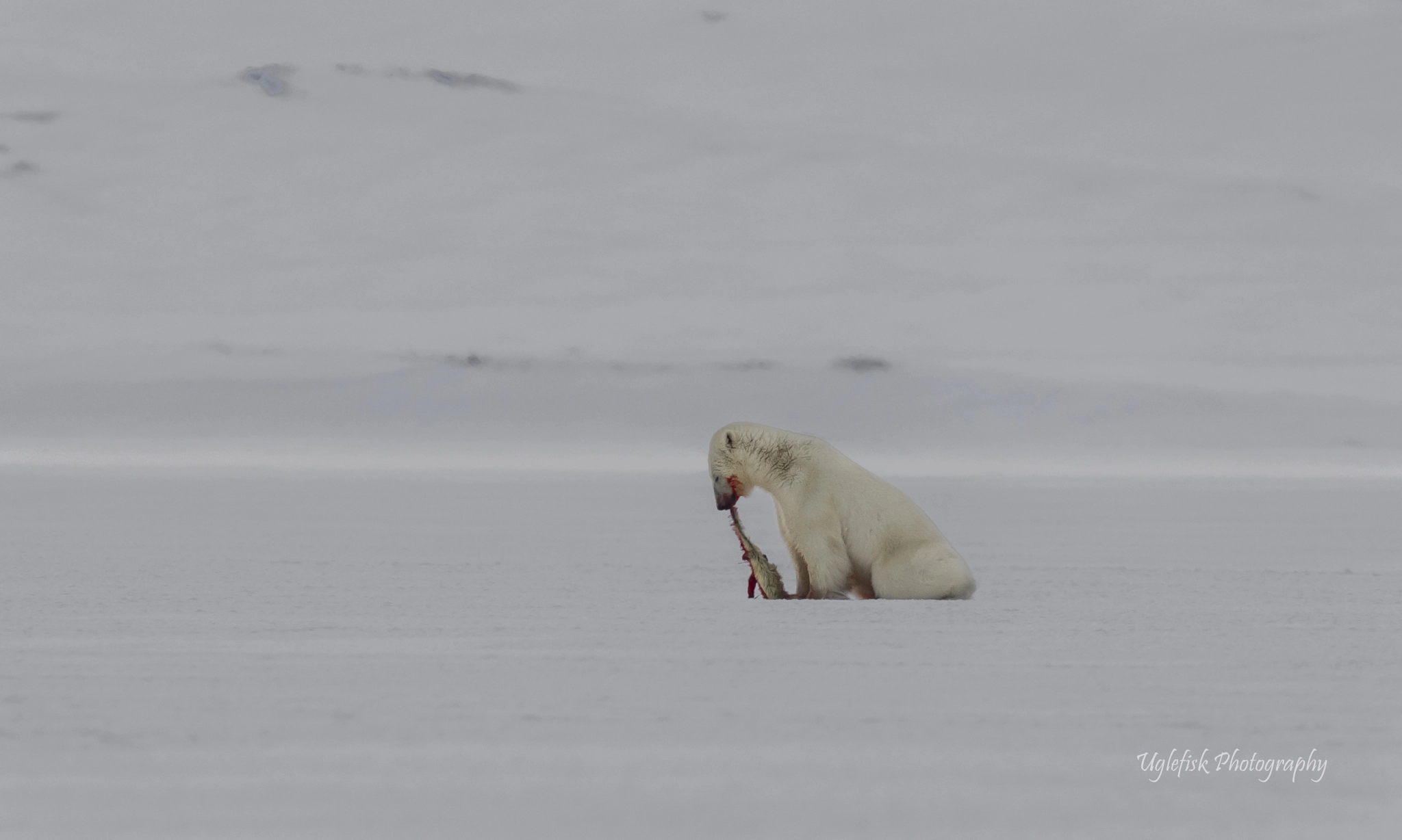 Canon EOS 5DS + Canon EF 800mm F5.6L IS USM sample photo. Baby seal snack. photography