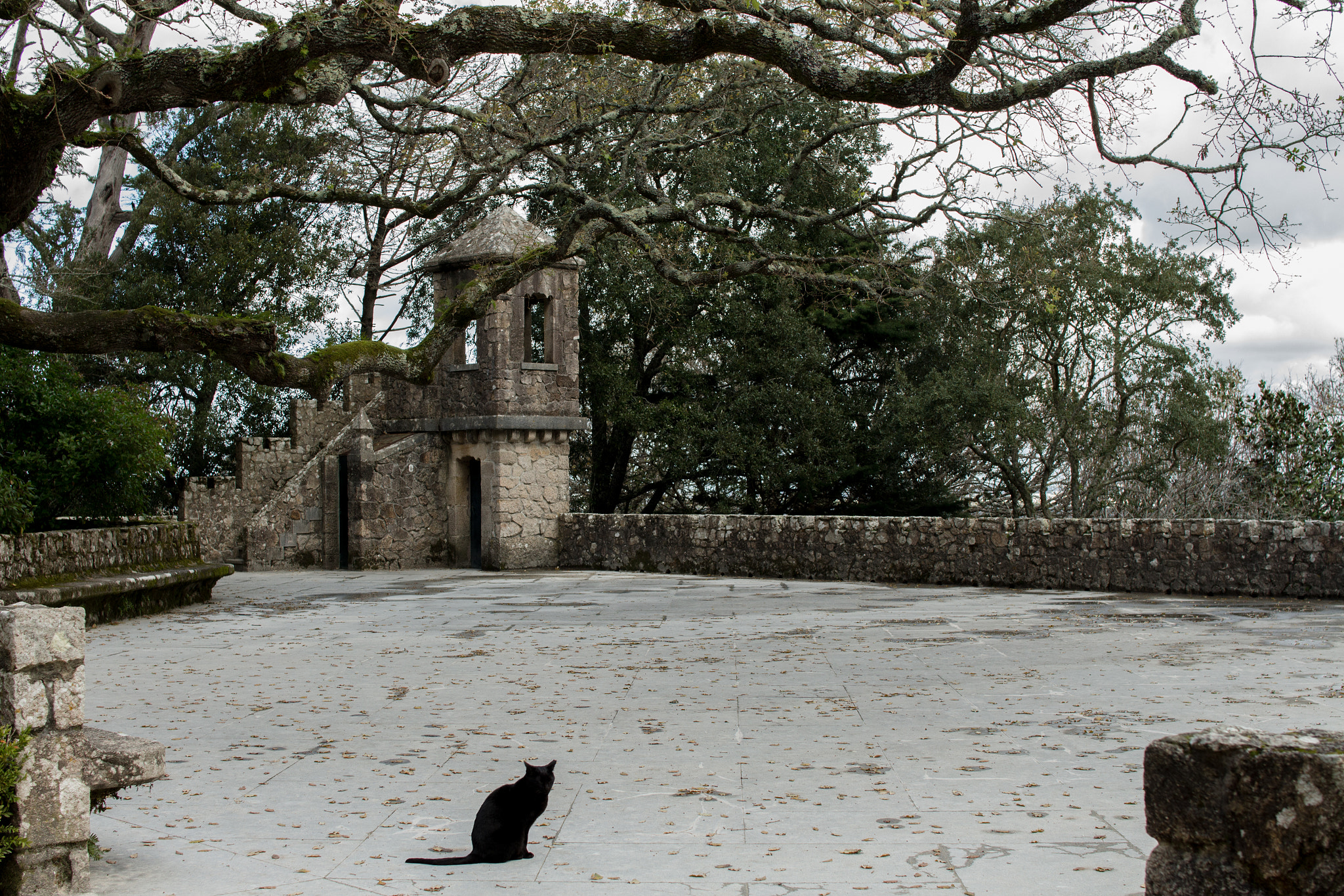 Sigma 30mm F1.4 EX DC HSM sample photo. Cat photography