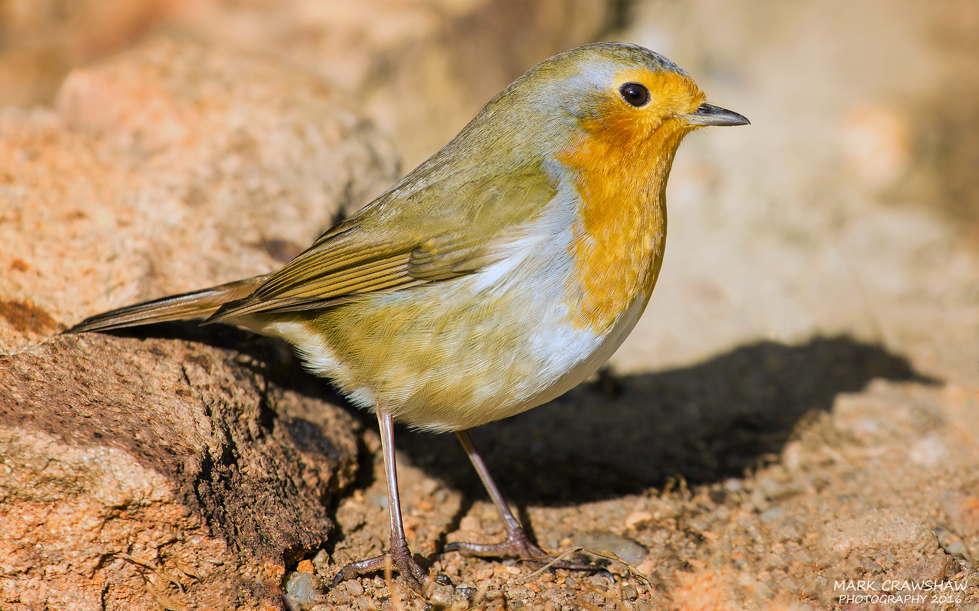 Canon EOS-1D X + Canon EF 70-200mm F4L USM sample photo. Robin red breast photography