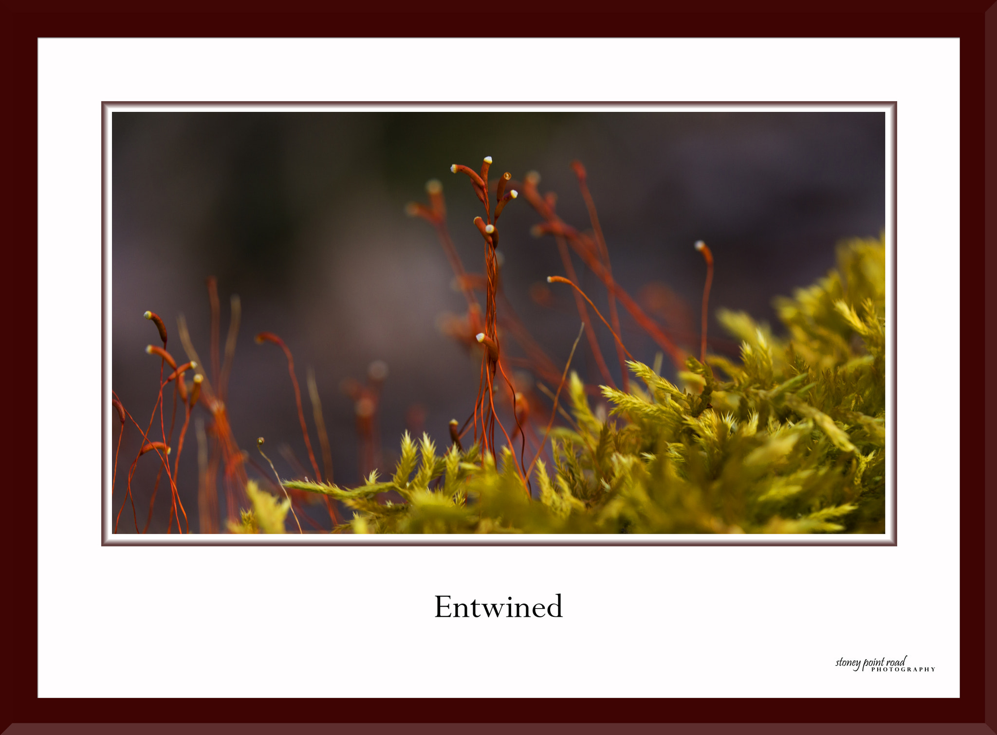 Canon EF-S 60mm F2.8 Macro USM sample photo. Entwined photography