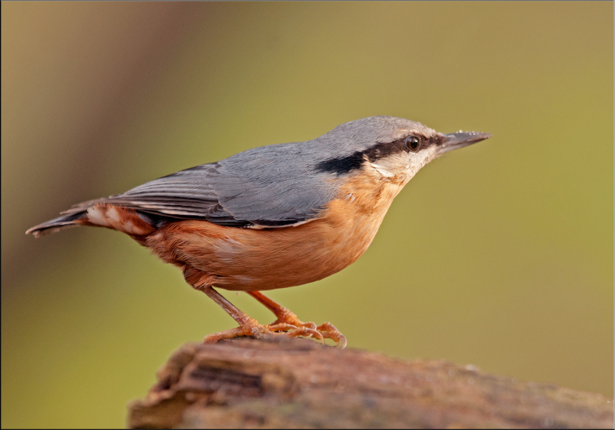 Nikon AF-S Nikkor 400mm F2.8G ED VR II sample photo. Sitta europaea - nuthatch photography
