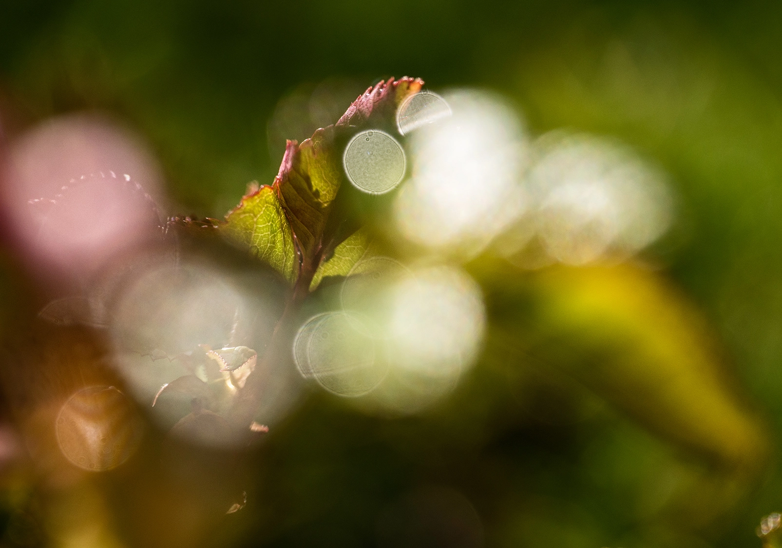 Panasonic Leica DG Macro-Elmarit 45mm F2.8 ASPH OIS sample photo. See the light photography