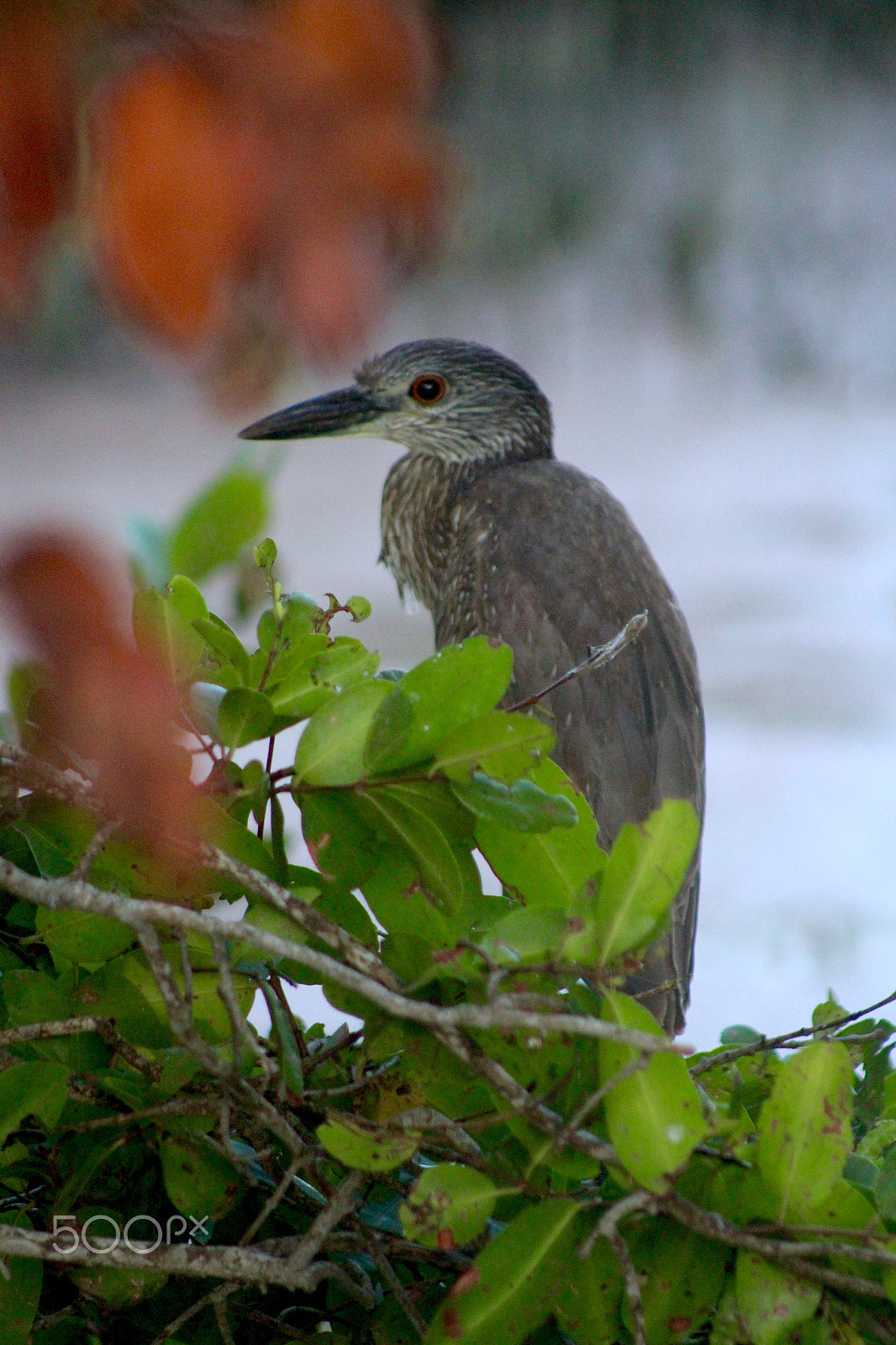 Canon EF75-300mm f/4-5.6 sample photo. Ave en la cienega de progreso photography