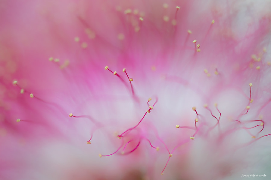 Canon EOS-1D Mark IV sample photo. Abstractions photography