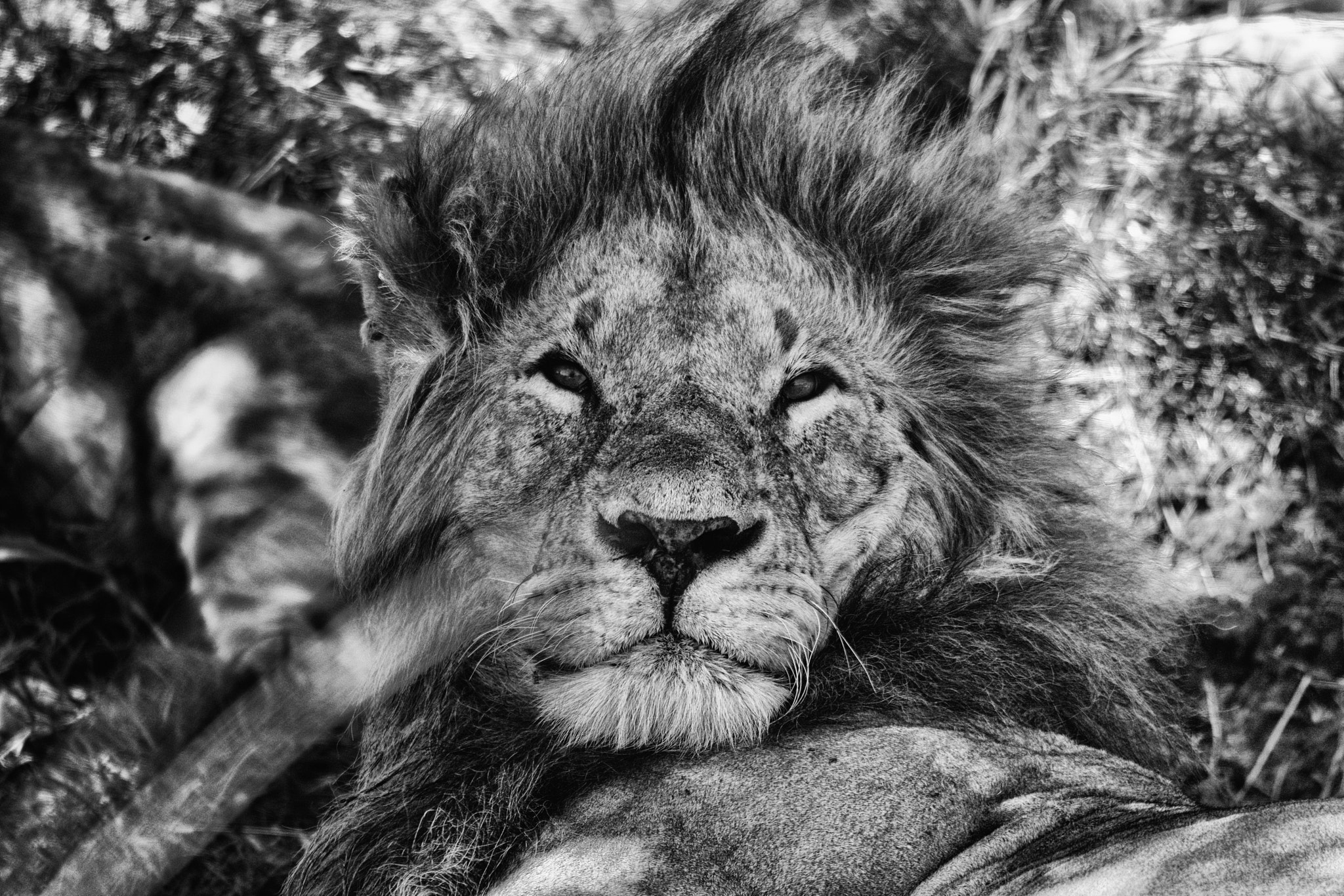 Sigma 150-500mm F5-6.3 DG OS HSM sample photo. Lion masai mara photography