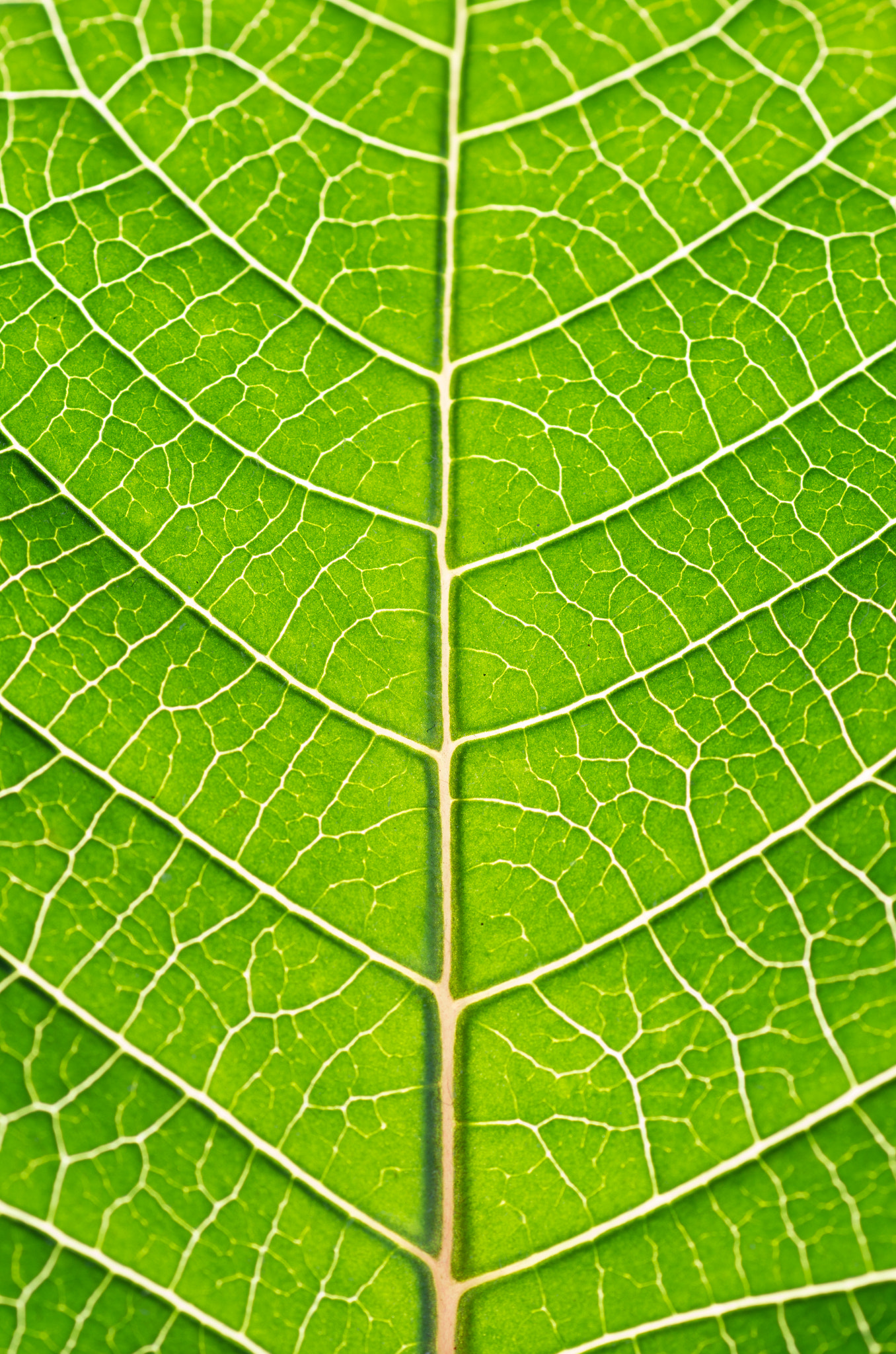 Pentax K-50 + Tamron SP AF 90mm F2.8 Di Macro sample photo. Macro leaf photography