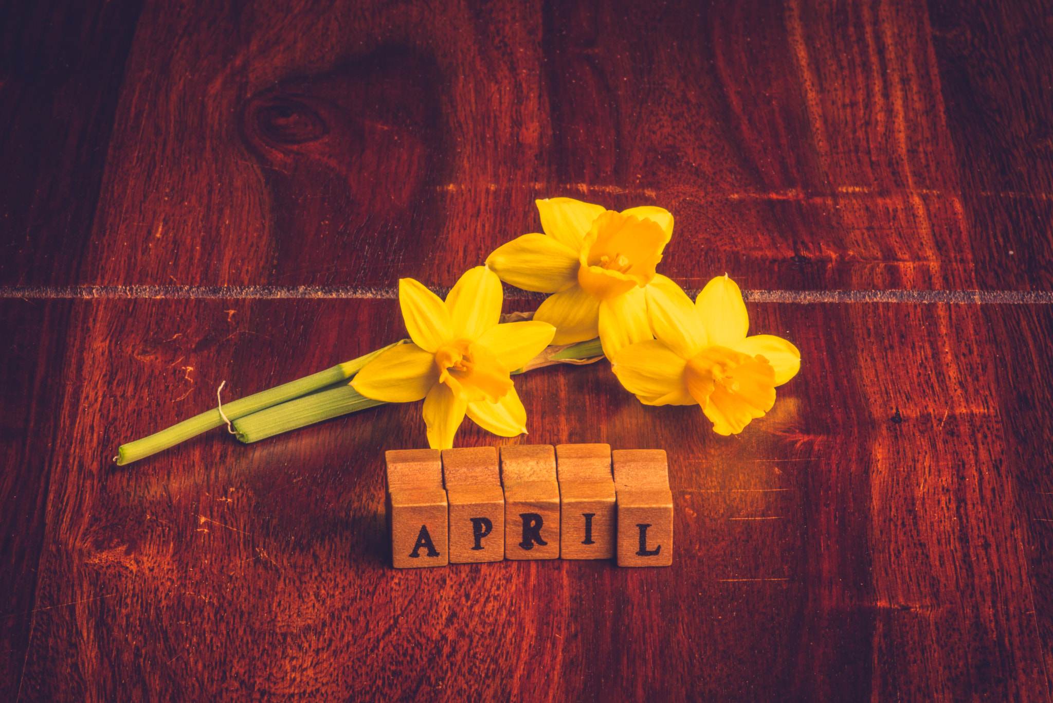 Sony a7R + Minolta AF 100mm F2.8 Macro [New] sample photo. April month with yellow daffodils photography