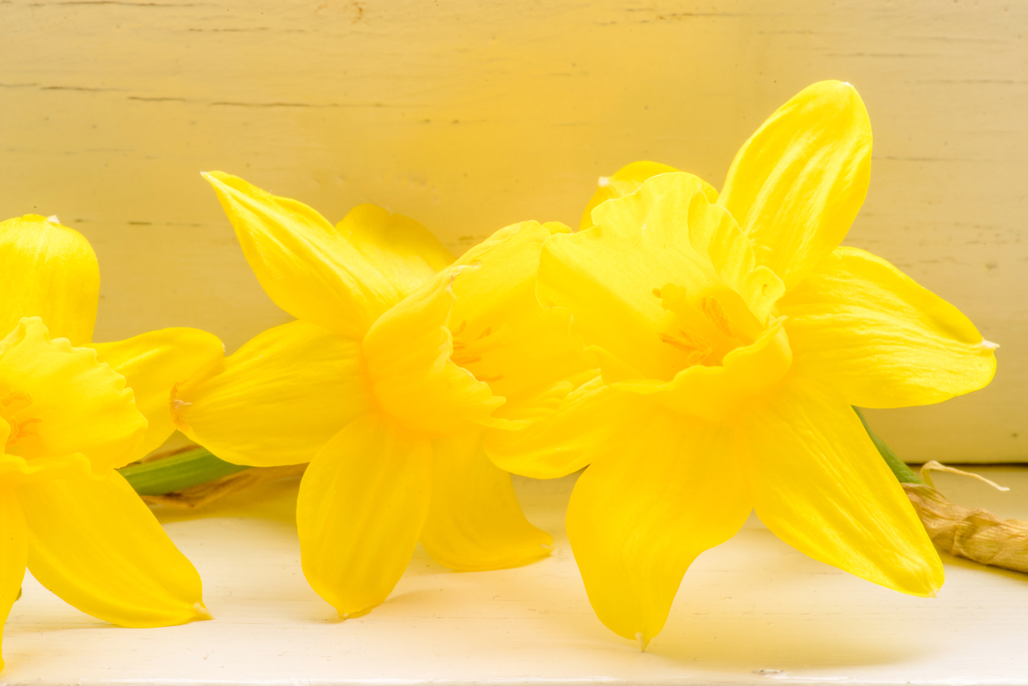 Sony a7R + Minolta AF 100mm F2.8 Macro [New] sample photo. Daffodil flowers in indoor environment photography