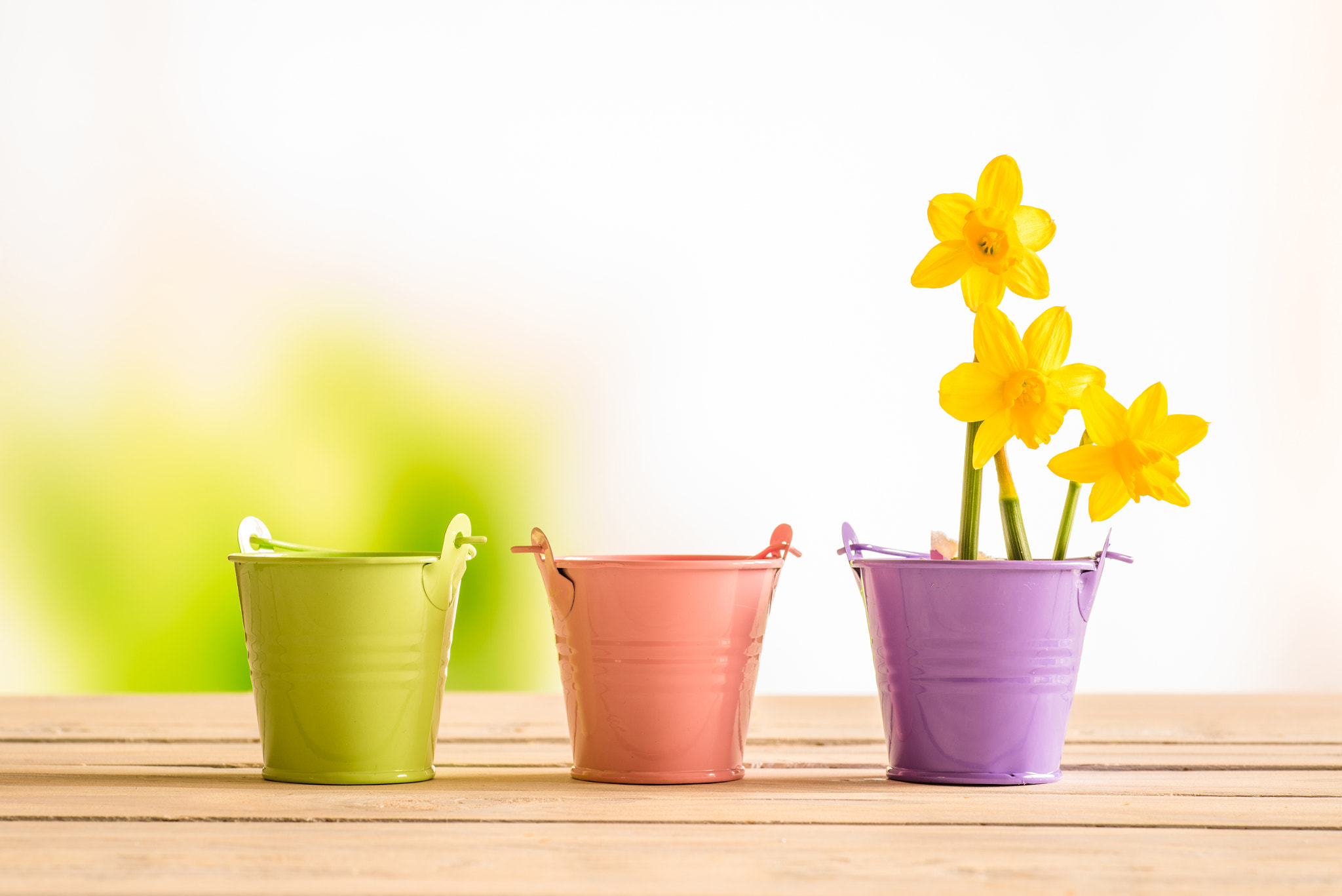Sony a7R + Minolta AF 100mm F2.8 Macro [New] sample photo. Flowerpots with yellow daffodils photography