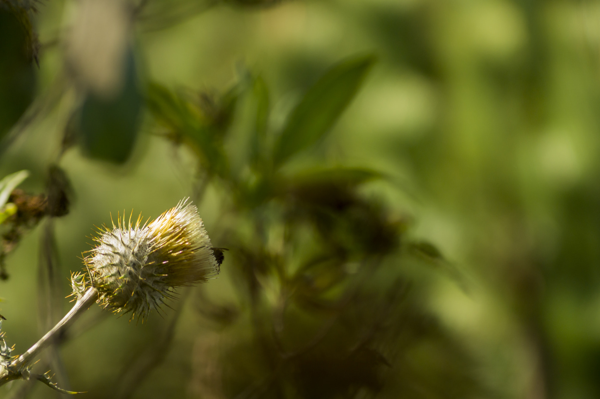 Sony SLT-A58 + Sony DT 55-200mm F4-5.6 SAM sample photo. Acatenango photography