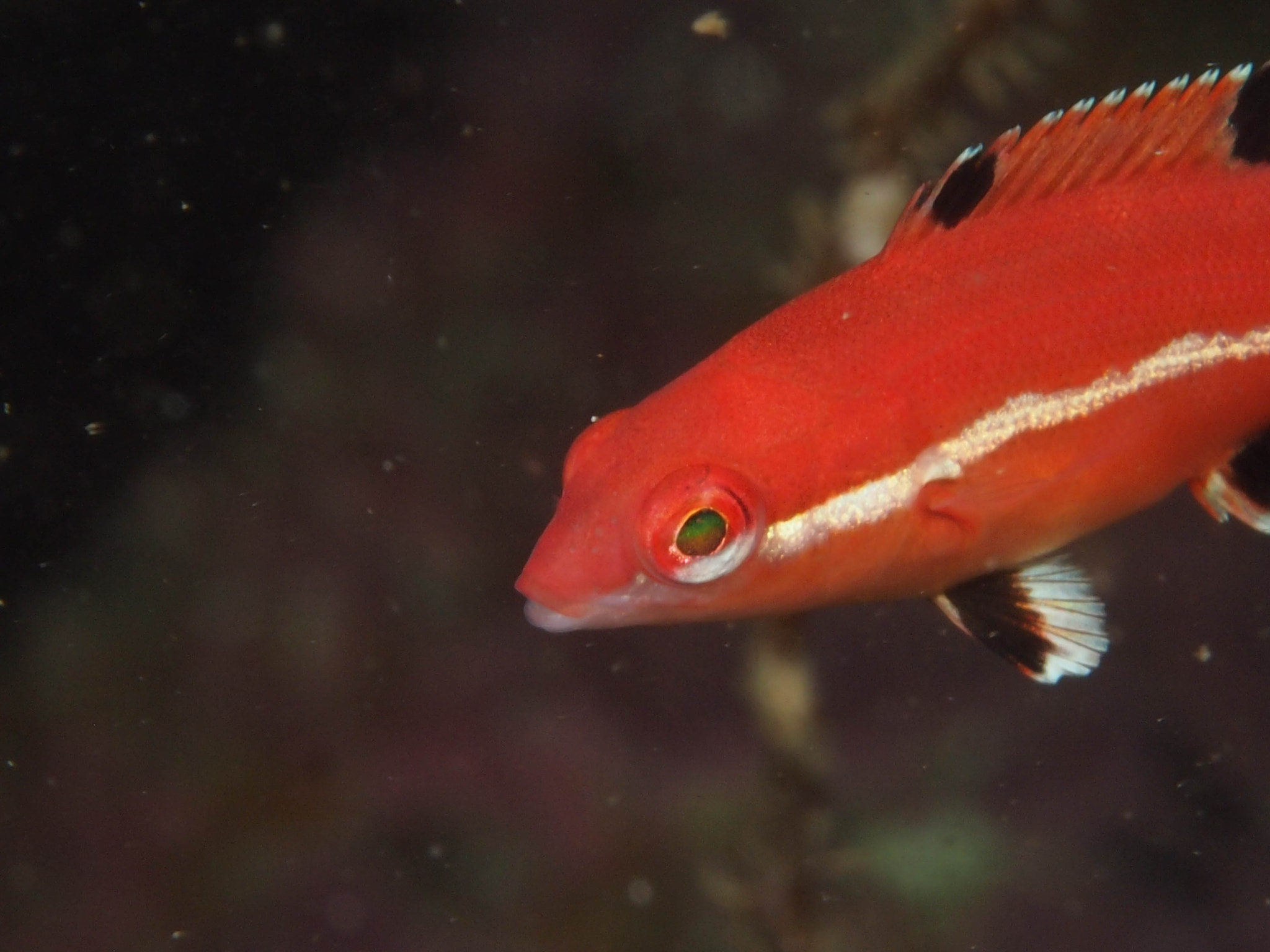 Olympus PEN E-PM1 + Olympus M.Zuiko Digital ED 60mm F2.8 Macro sample photo. Juvenile sheephead, santa cruz island photography