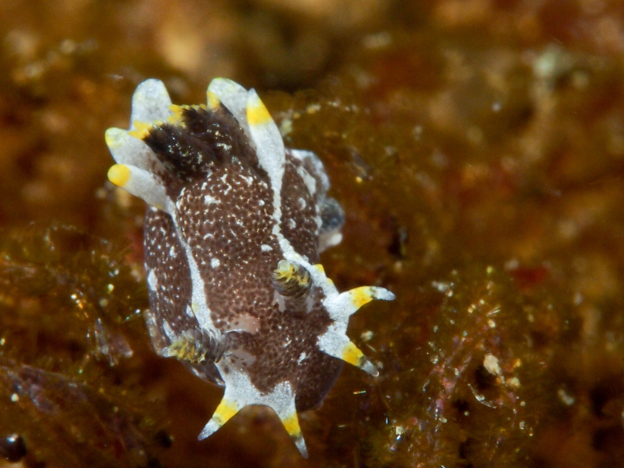 Olympus PEN E-PM1 + Olympus M.Zuiko Digital ED 60mm F2.8 Macro sample photo. Nudibranch, santa cruz island photography