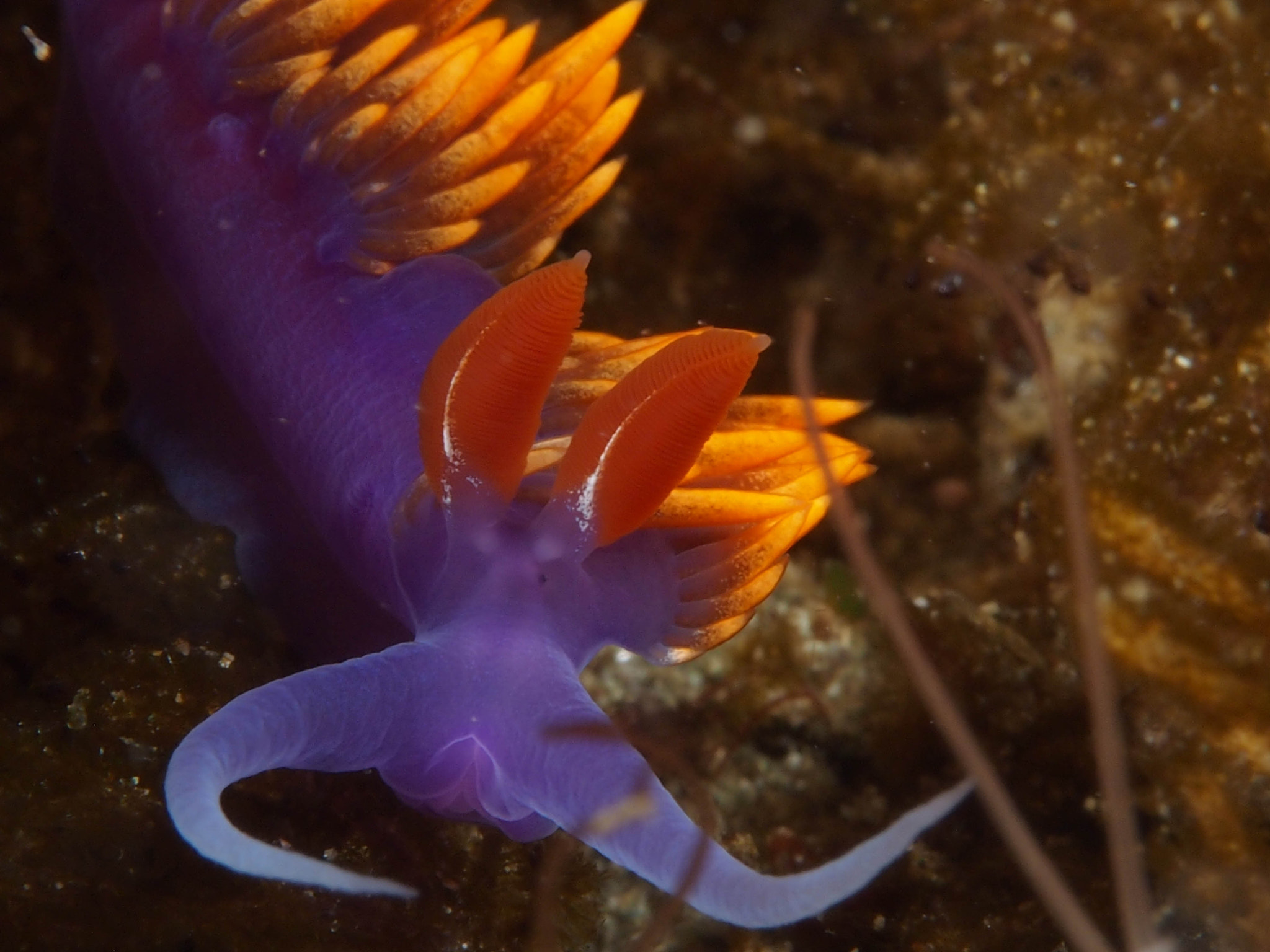 Olympus PEN E-PM1 + Olympus M.Zuiko Digital ED 60mm F2.8 Macro sample photo. Spanish shawl, santa cruz island photography