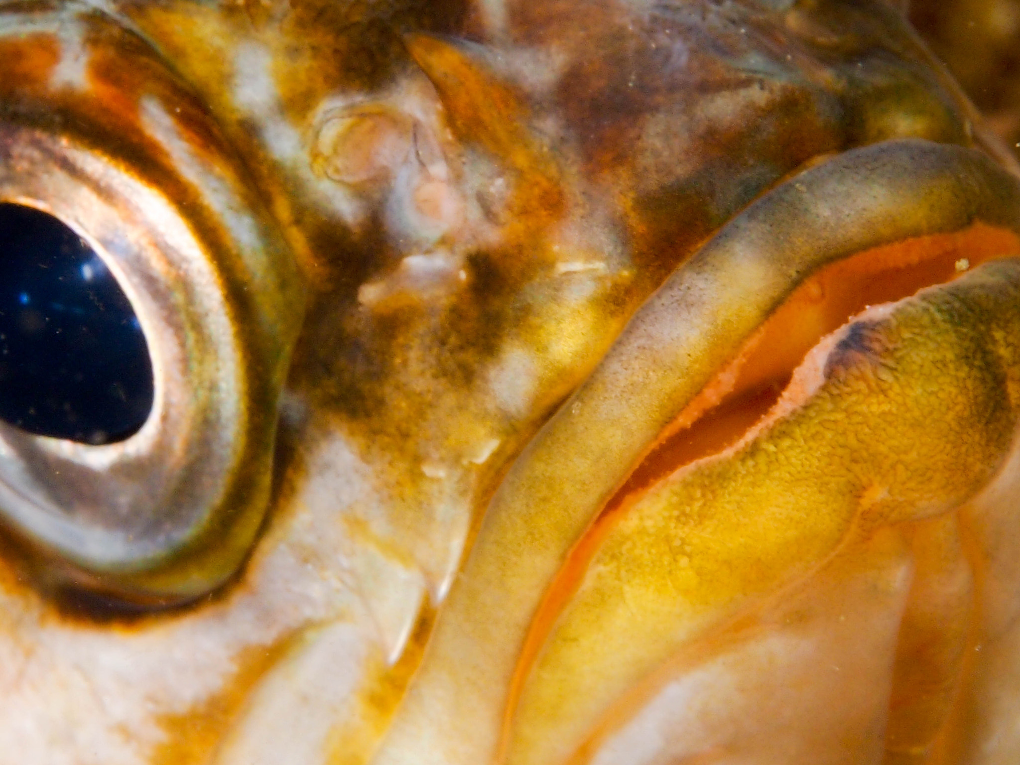 Olympus PEN E-PM1 + Olympus M.Zuiko Digital ED 60mm F2.8 Macro sample photo. Rockfish, santa cruz island photography