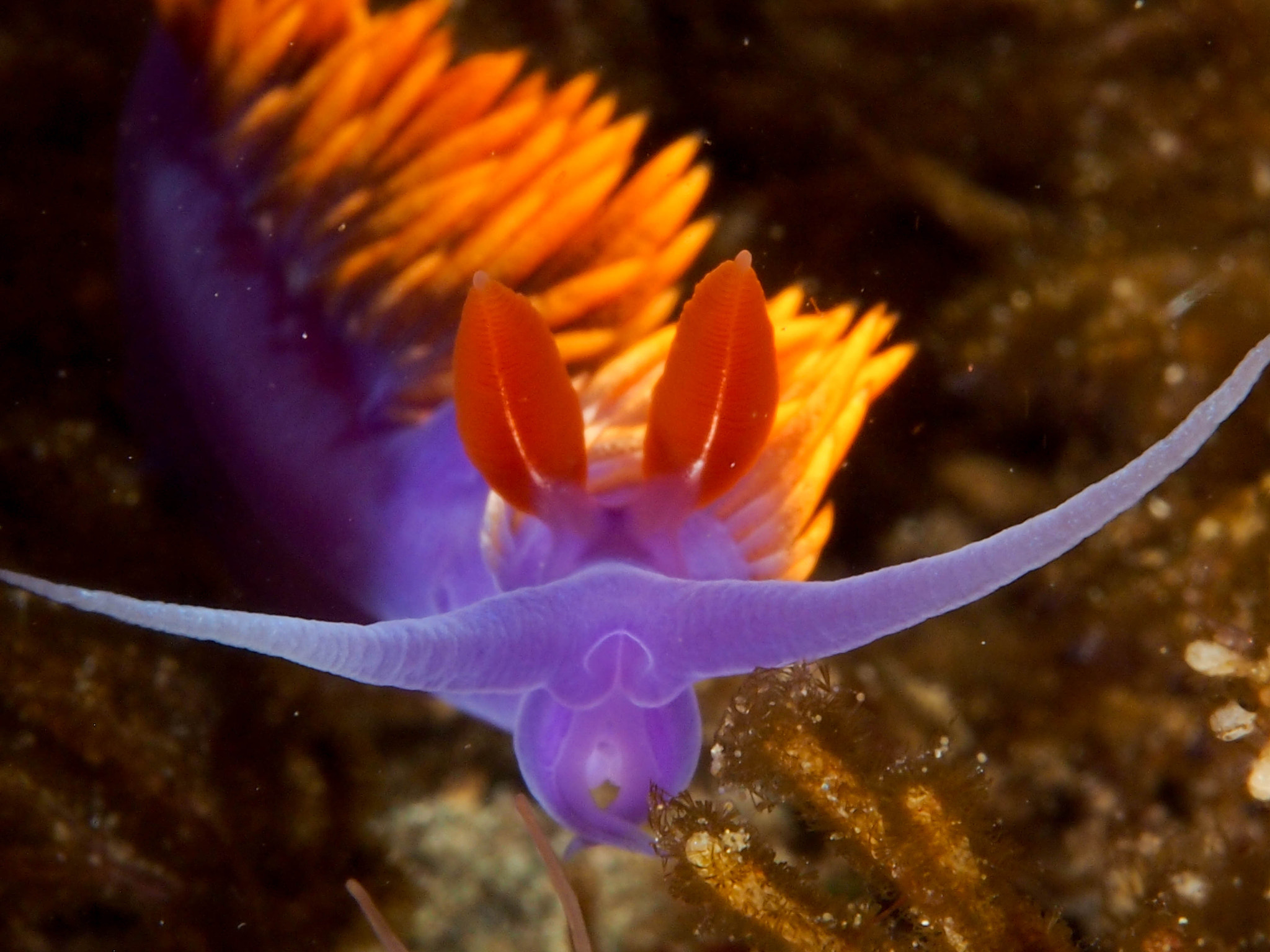 Olympus PEN E-PM1 + Olympus M.Zuiko Digital ED 60mm F2.8 Macro sample photo. Spanish shawl, santa cruz island photography