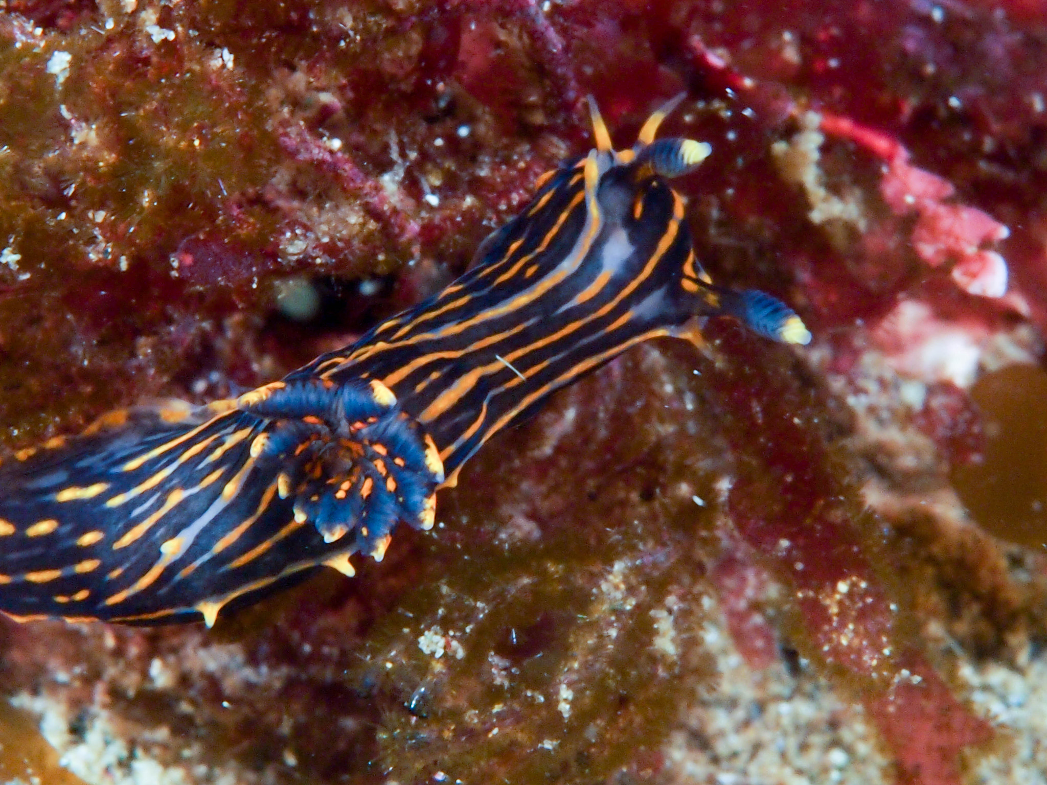 Olympus PEN E-PM1 + Olympus M.Zuiko Digital ED 60mm F2.8 Macro sample photo. Nudibranch, santa cruz island photography