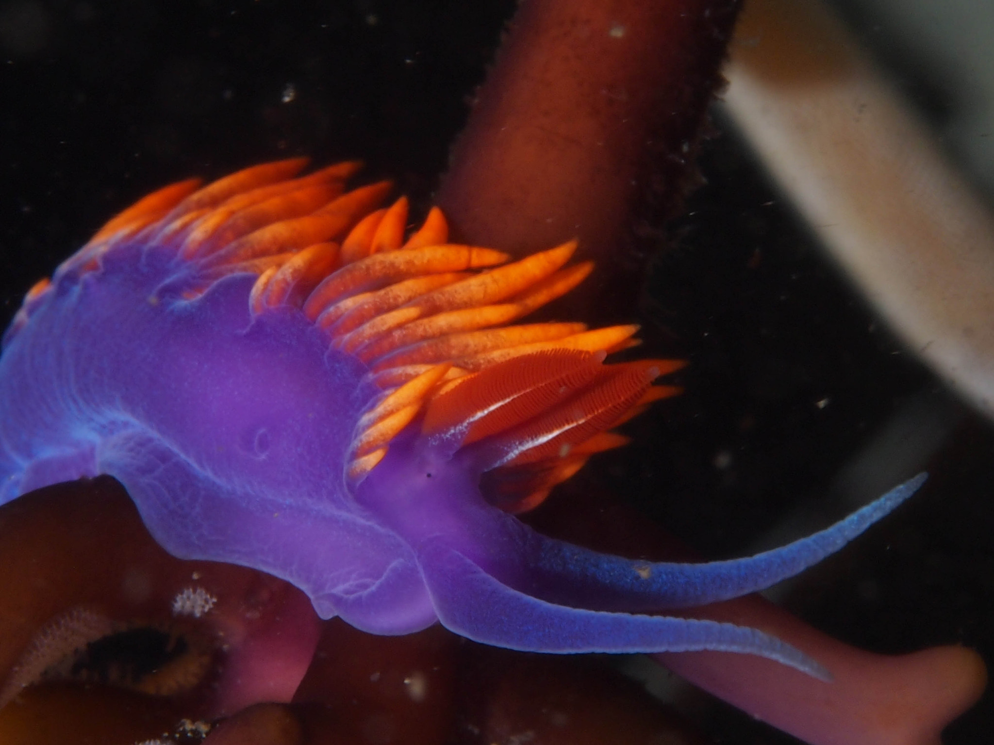 Olympus PEN E-PM1 + Olympus M.Zuiko Digital ED 60mm F2.8 Macro sample photo. Spanish shawl, santa cruz island photography