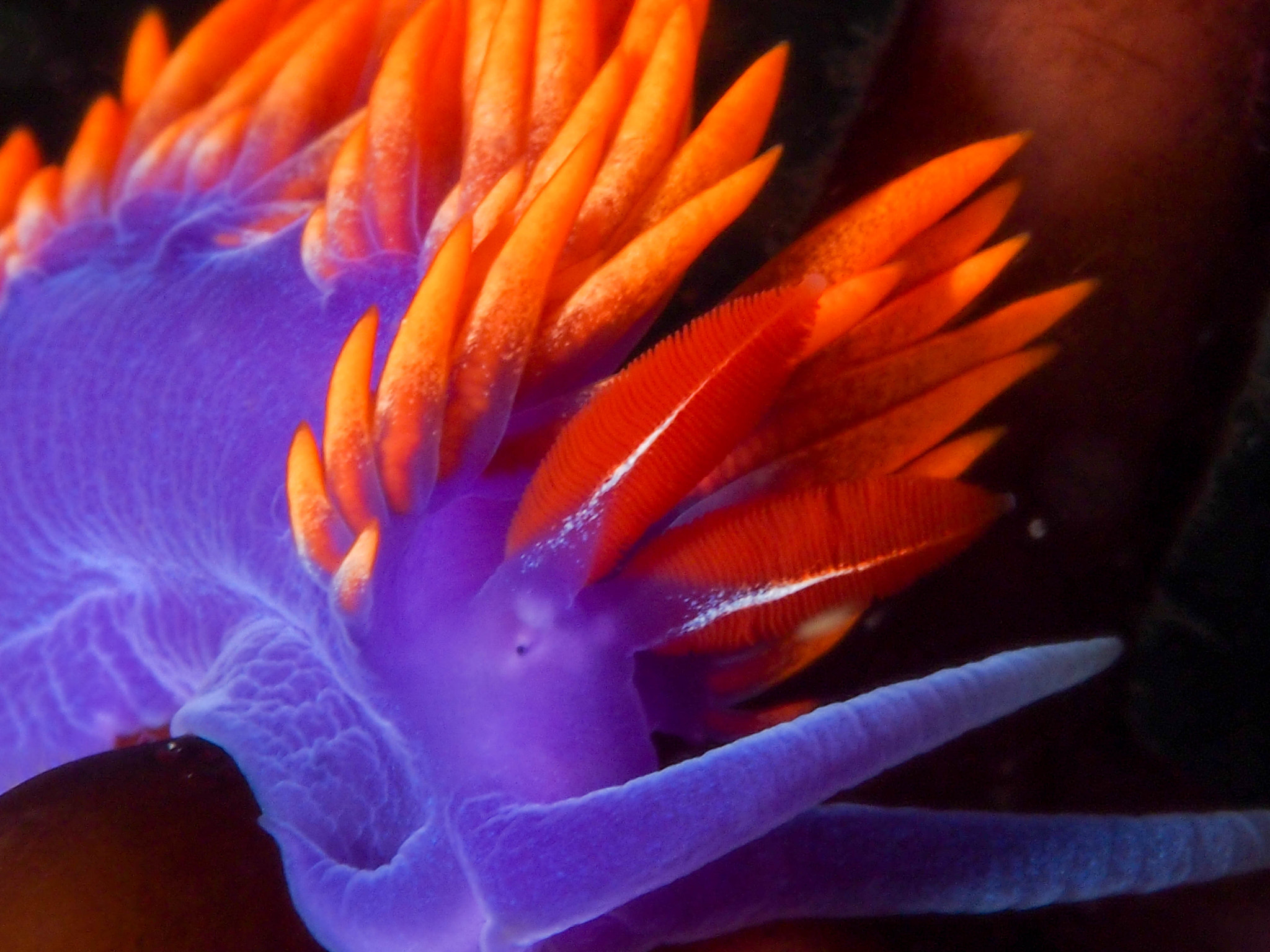 Olympus PEN E-PM1 sample photo. Spanish shawl, santa cruz island photography