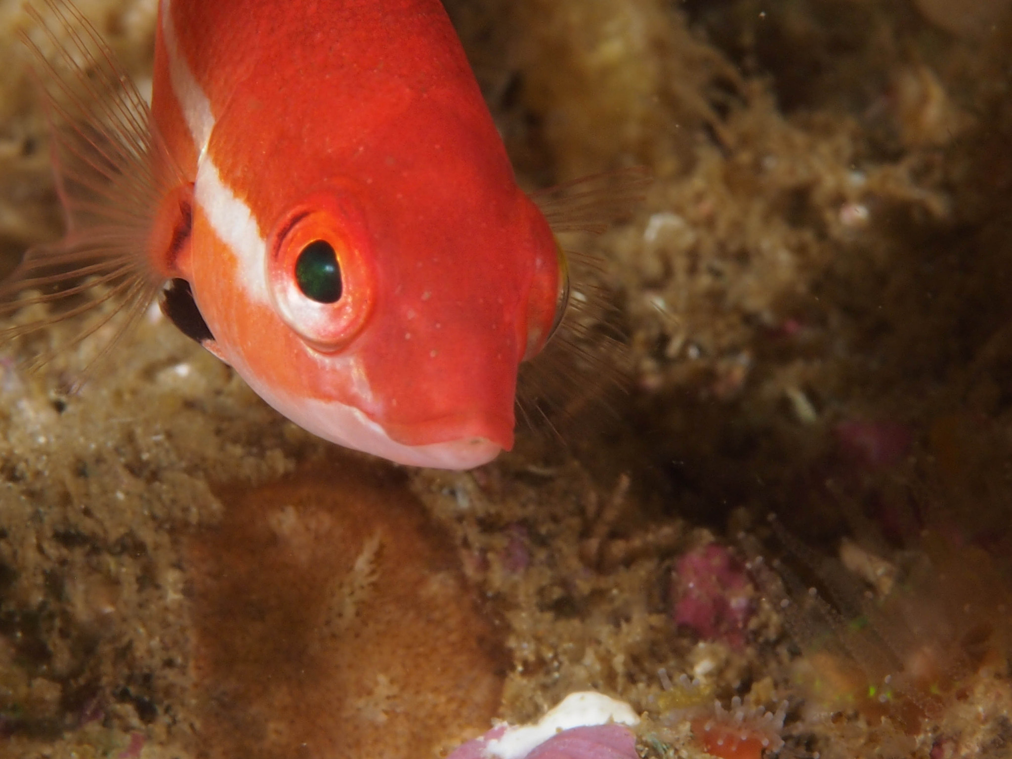 Olympus PEN E-PM1 + Olympus M.Zuiko Digital ED 60mm F2.8 Macro sample photo. Juvenile sheephead, santa cruz island photography