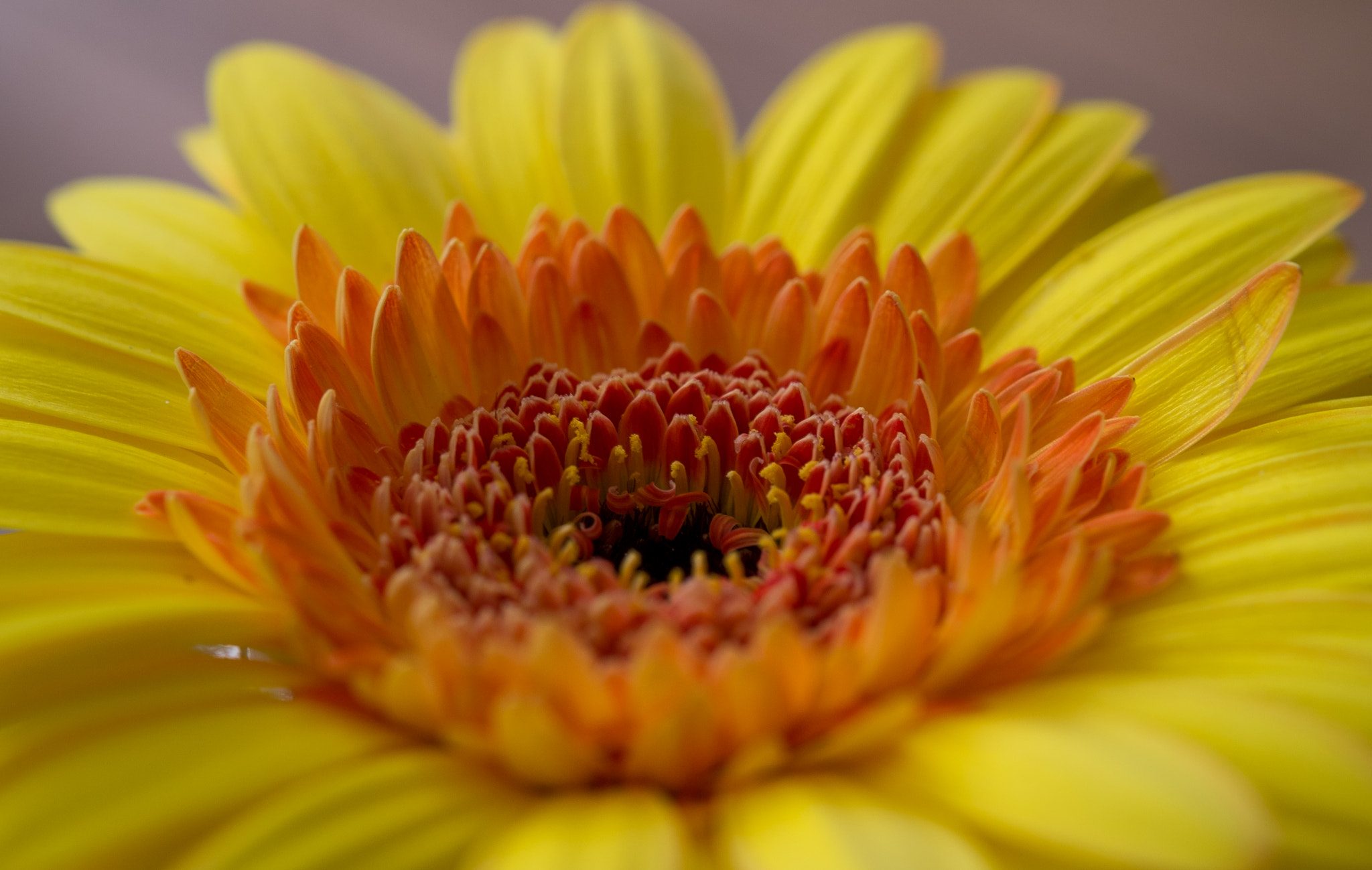 Fujifilm X-E1 + Fujifilm XF 60mm F2.4 R Macro sample photo. Just a flower photography