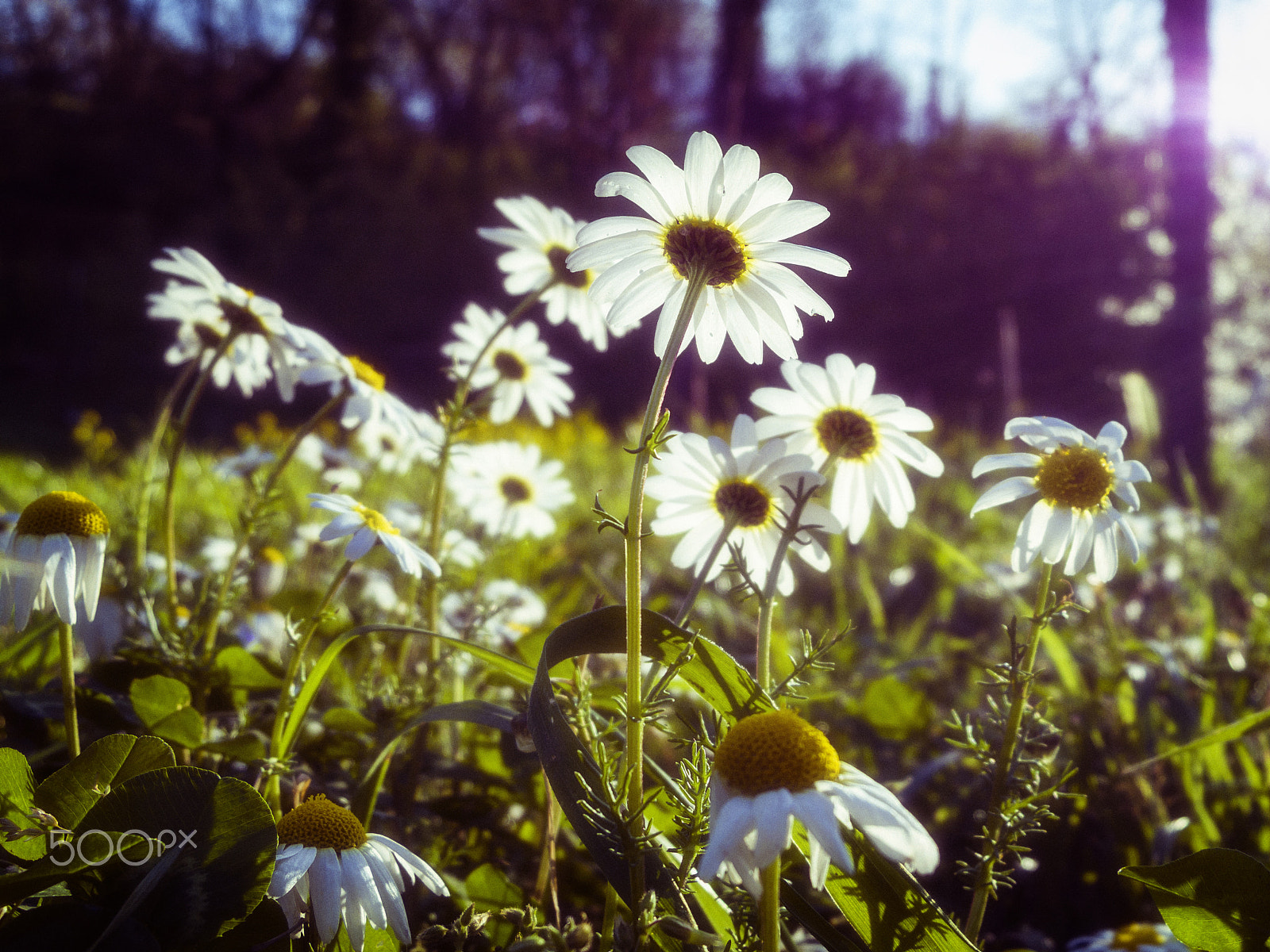 Pentax 02 Standard Zoom sample photo. Daisies photography