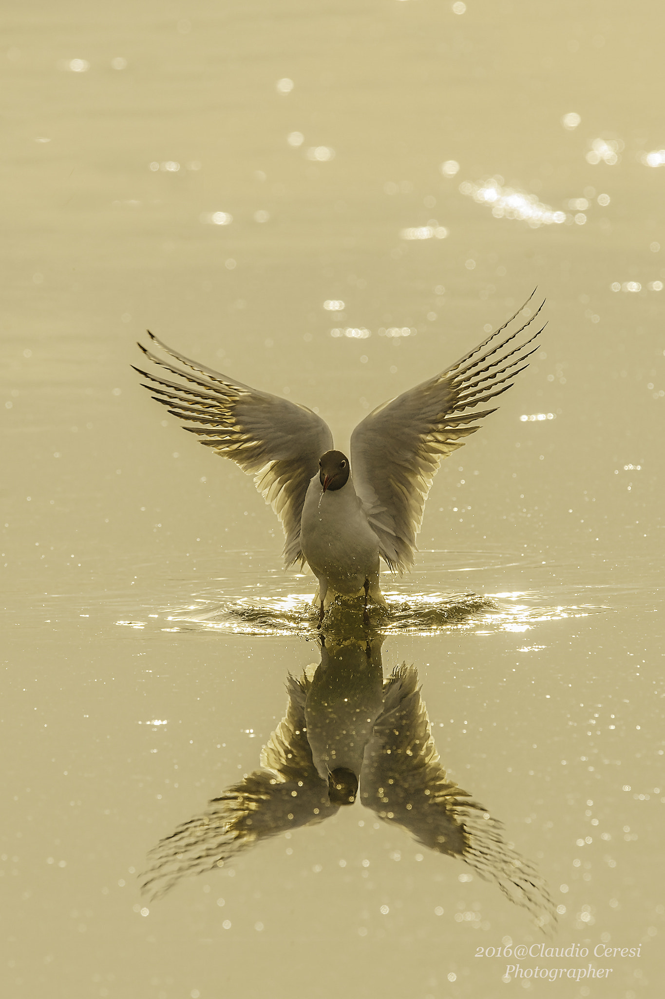 Nikon D4S + Nikon AF-S Nikkor 600mm F4G ED VR sample photo. Ora d'oro del gabbiano photography