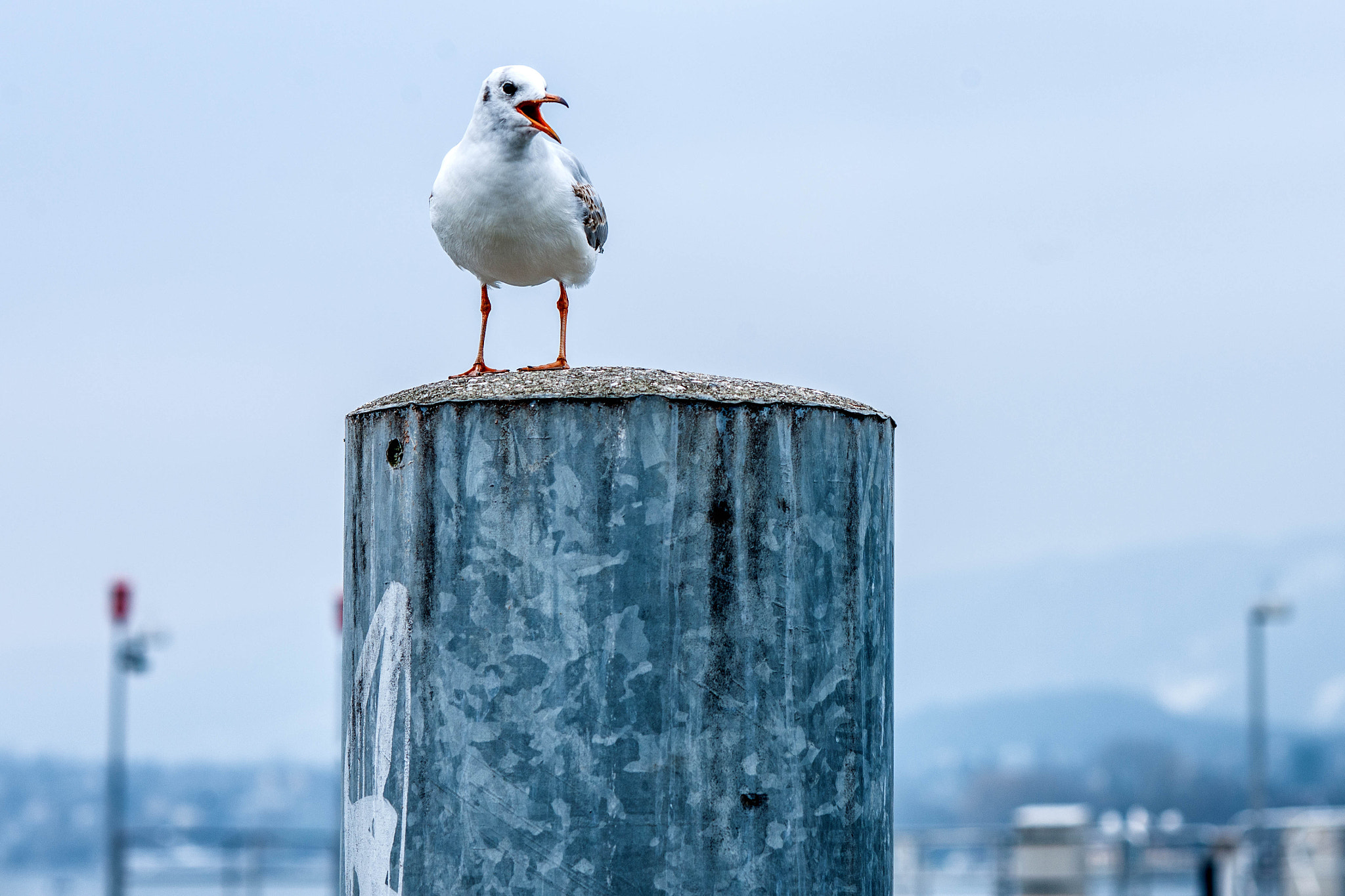 Nikon D3X + Nikon AF Nikkor 105mm F2D DC sample photo. Hometown lake seagull watching photography