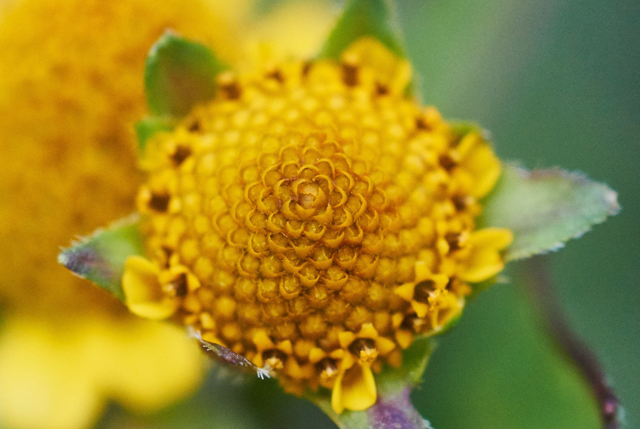 Sony SLT-A58 + MACRO 50mm F2.8 sample photo. Golden ratio  photography