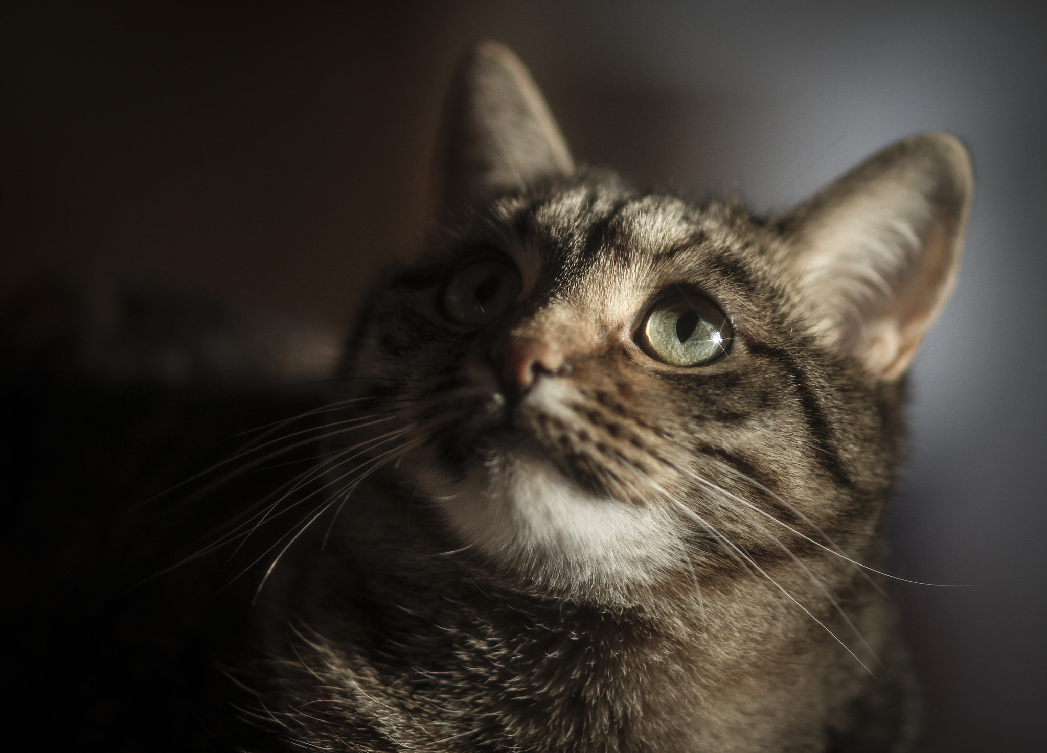 Sigma 85mm F1.4 EX DG HSM sample photo. From the sky the asterisk fell... photography