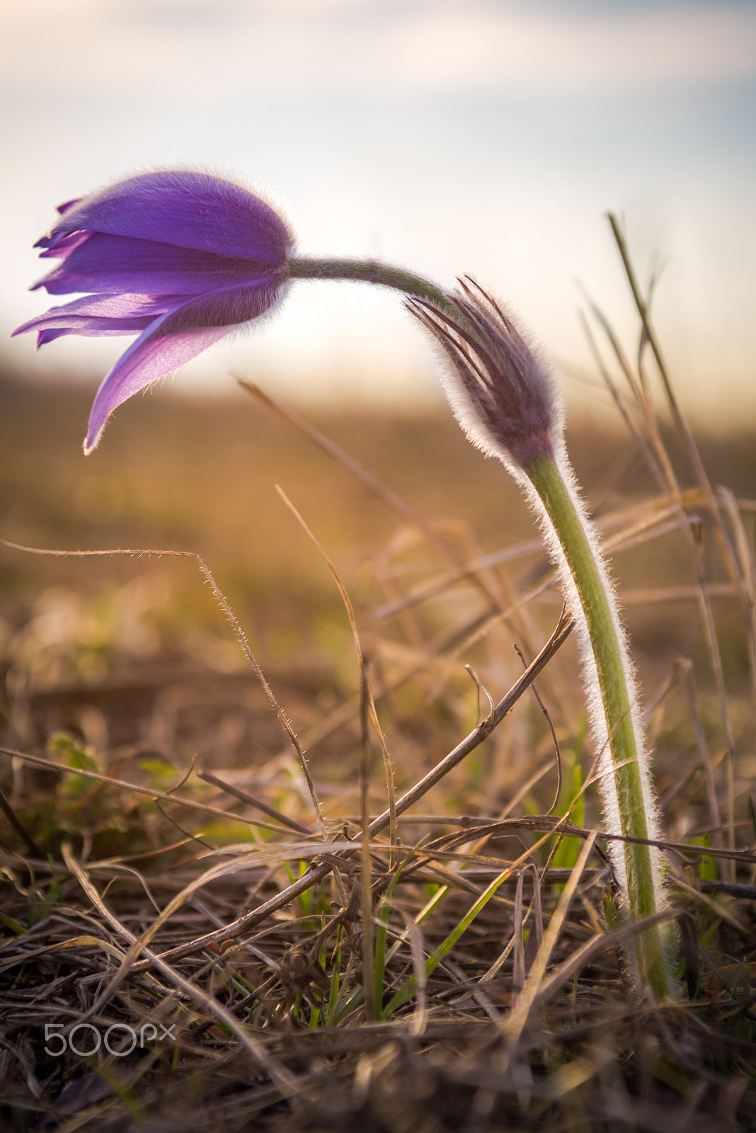 Nikon D600 + Sigma 24-70mm F2.8 EX DG Macro sample photo. Pulsatilla grandis photography