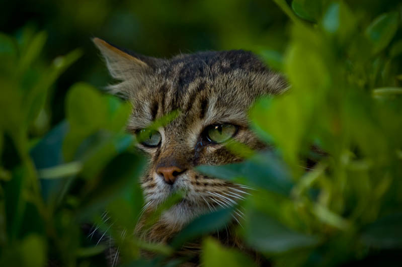 Sigma 70-300mm F4-5.6 APO DG Macro sample photo. Yalta cats / Ялтинские коты photography