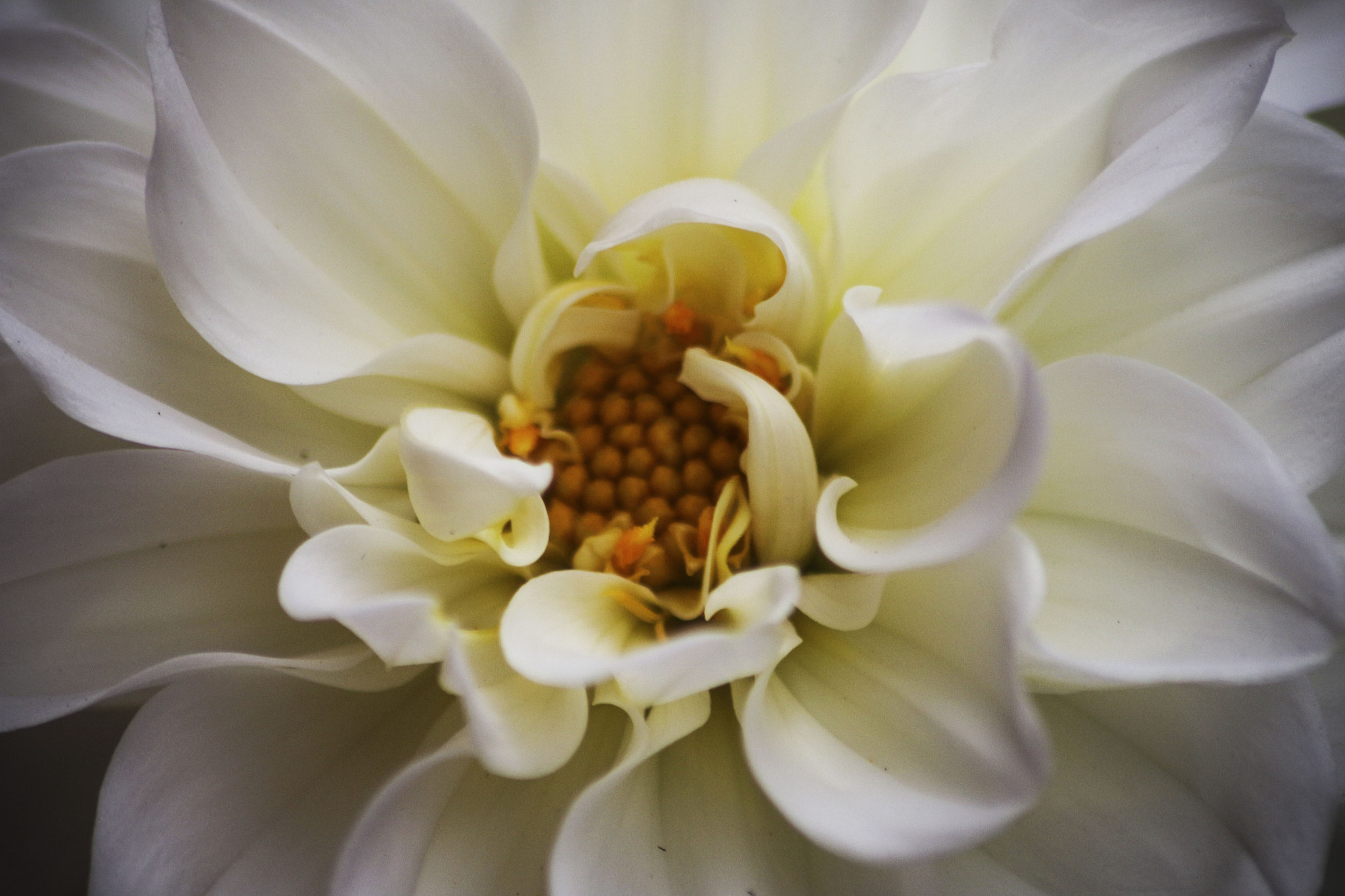 Sigma 70-300mm F4-5.6 APO DG Macro sample photo. Dahlia photography