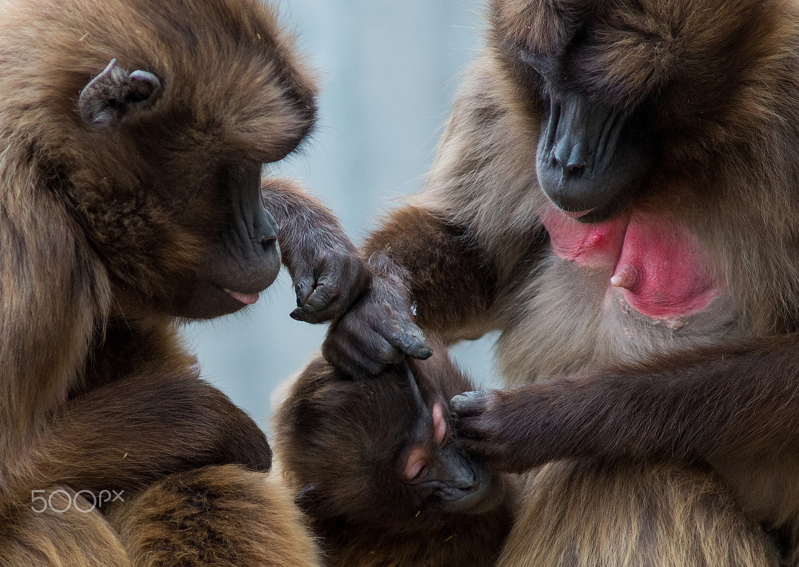 AF Nikkor 300mm f/4 IF-ED sample photo. Monkey family photography