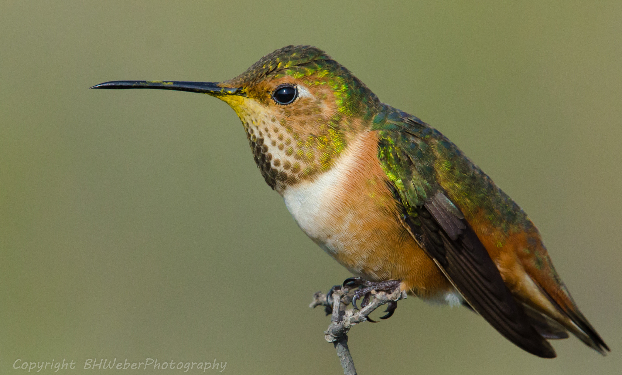 Nikon Nikkor AF-S 300mm F4E PF ED VR sample photo. Hummingbird female photography