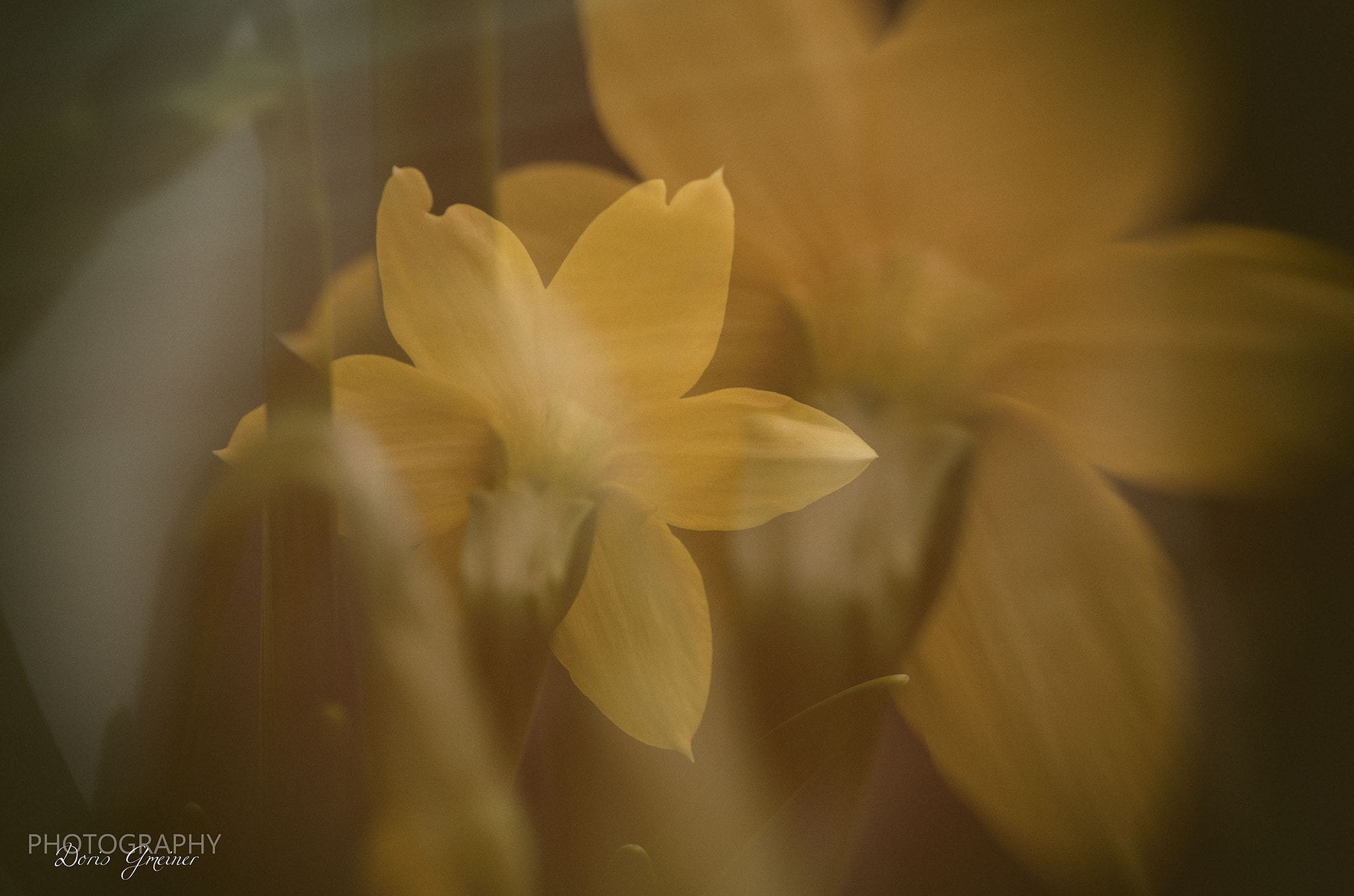 Nikon AF-S Micro-Nikkor 60mm F2.8G ED sample photo. Narzissen photography