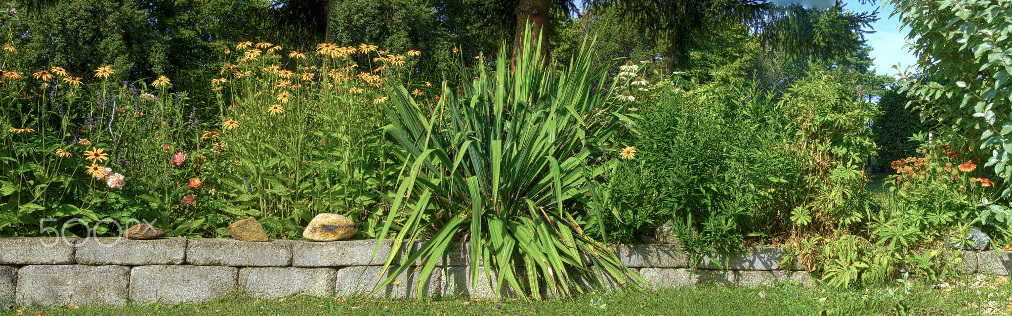 Summer in the garden