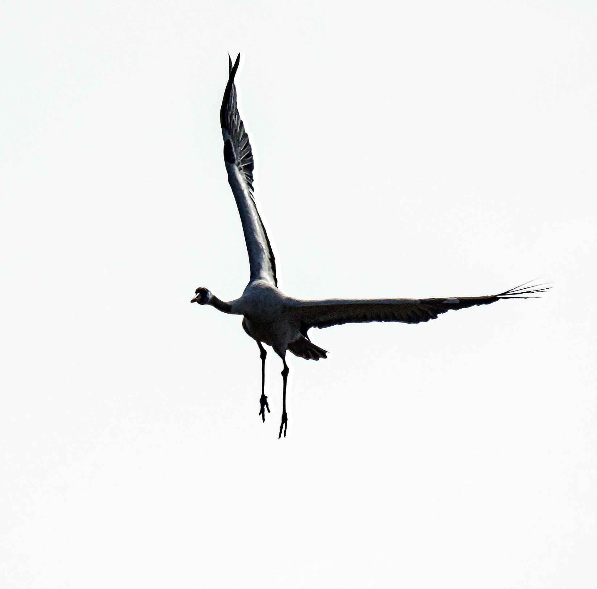 Tamron SP 150-600mm F5-6.3 Di VC USD sample photo. Common crane photography
