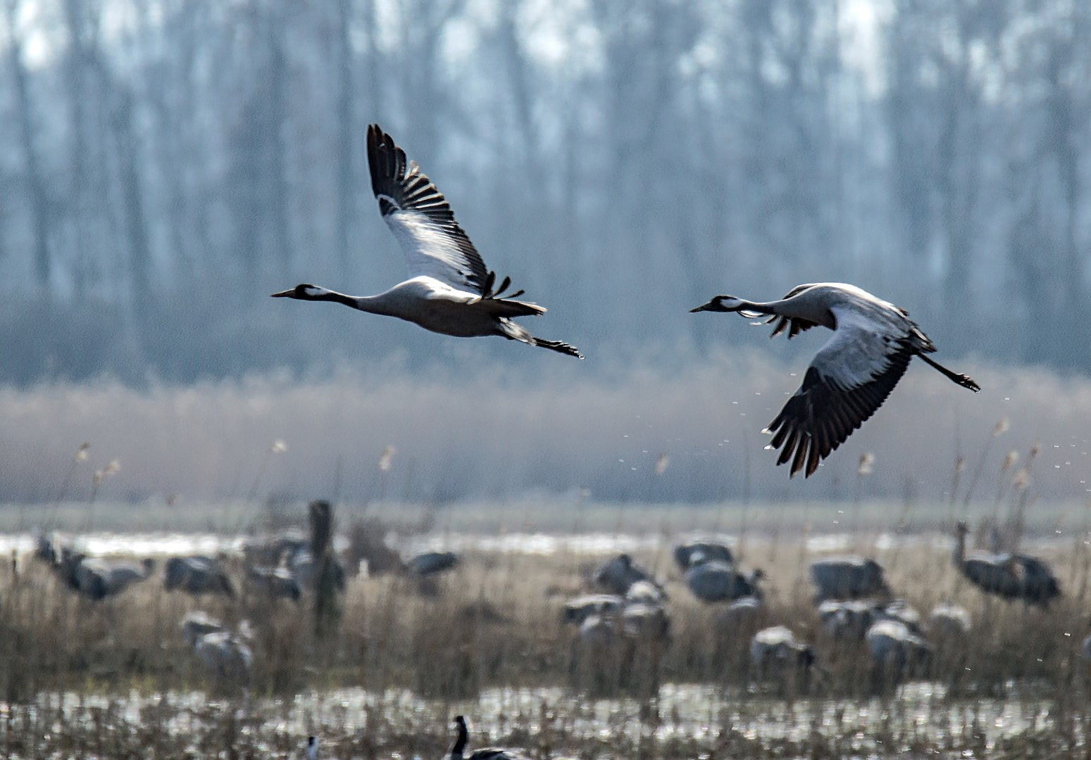 Tamron SP 150-600mm F5-6.3 Di VC USD sample photo. Common crane photography