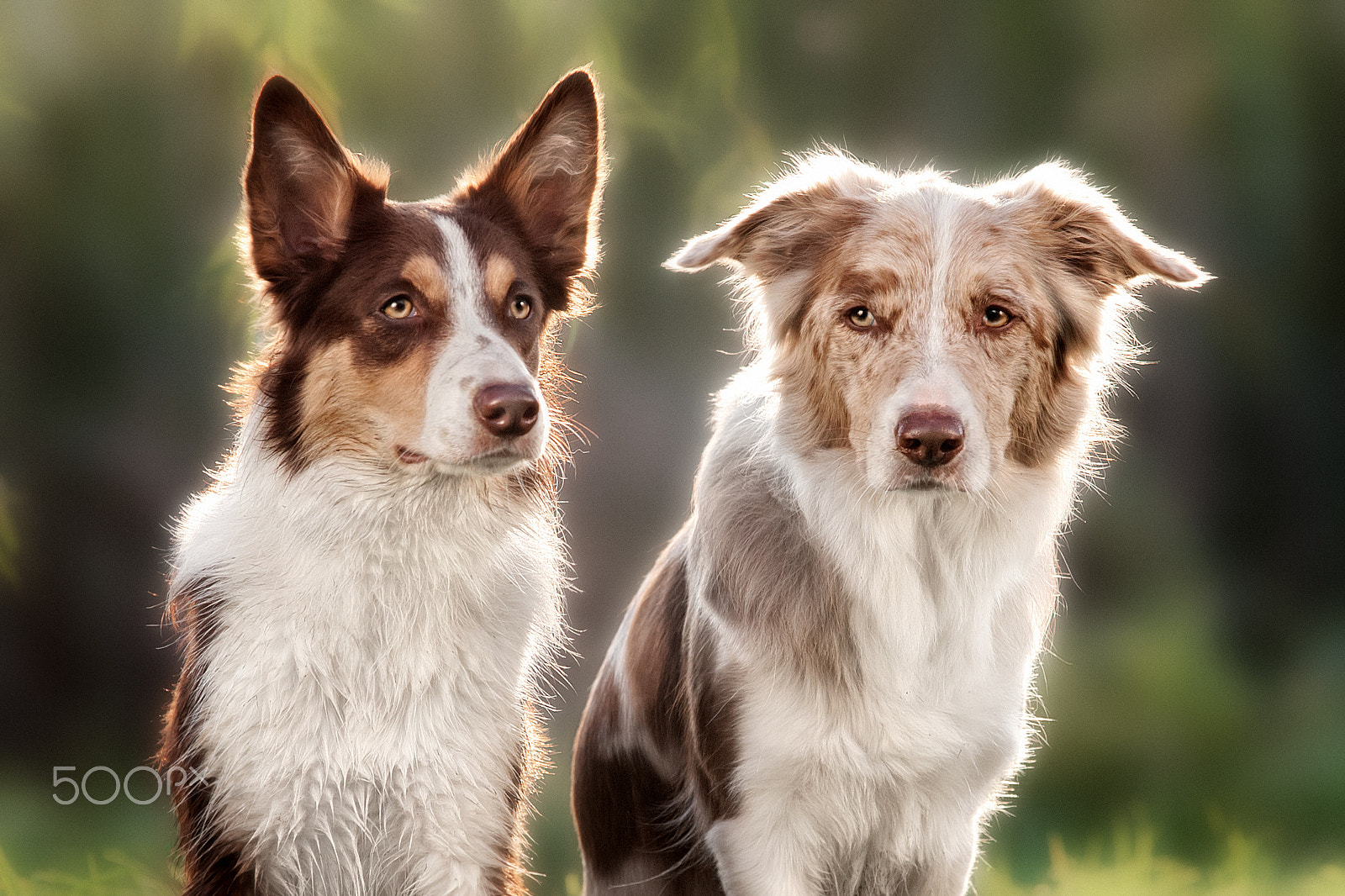 AF-S Zoom-Nikkor 80-200mm f/2.8D IF-ED sample photo. Two happy dog border collie photography