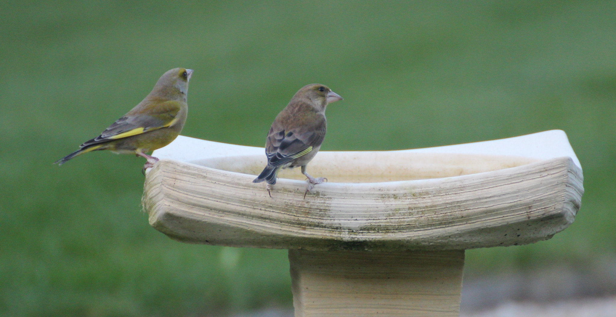 Canon EOS 600D (Rebel EOS T3i / EOS Kiss X5) + Canon 70-300mm sample photo. Male & female greenfinch take a drink photography