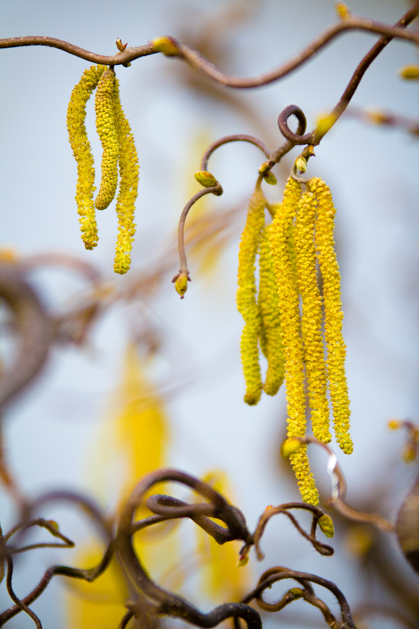 Sigma 70-200mm F2.8 EX DG OS HSM sample photo. Spring is here! photography
