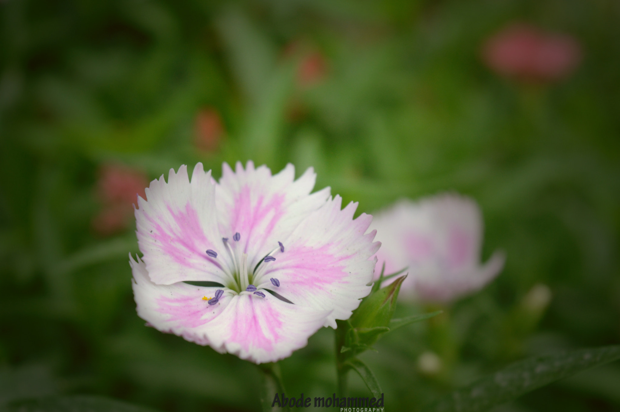 Nikon D3200 + Sigma 50mm F2.8 EX DG Macro sample photo. Flower photography