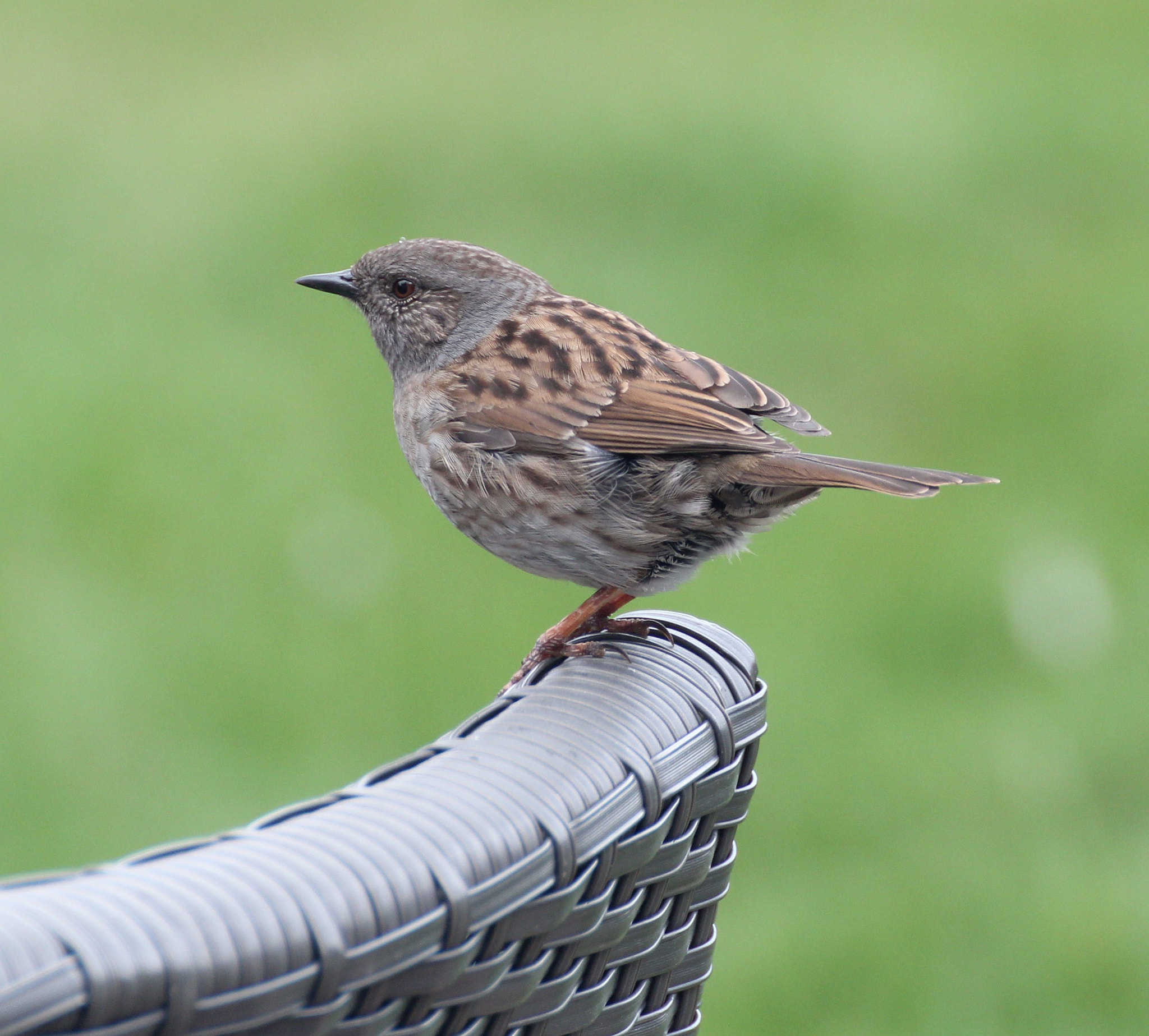 Canon EOS 600D (Rebel EOS T3i / EOS Kiss X5) + Canon 70-300mm sample photo. The local dunnock photography