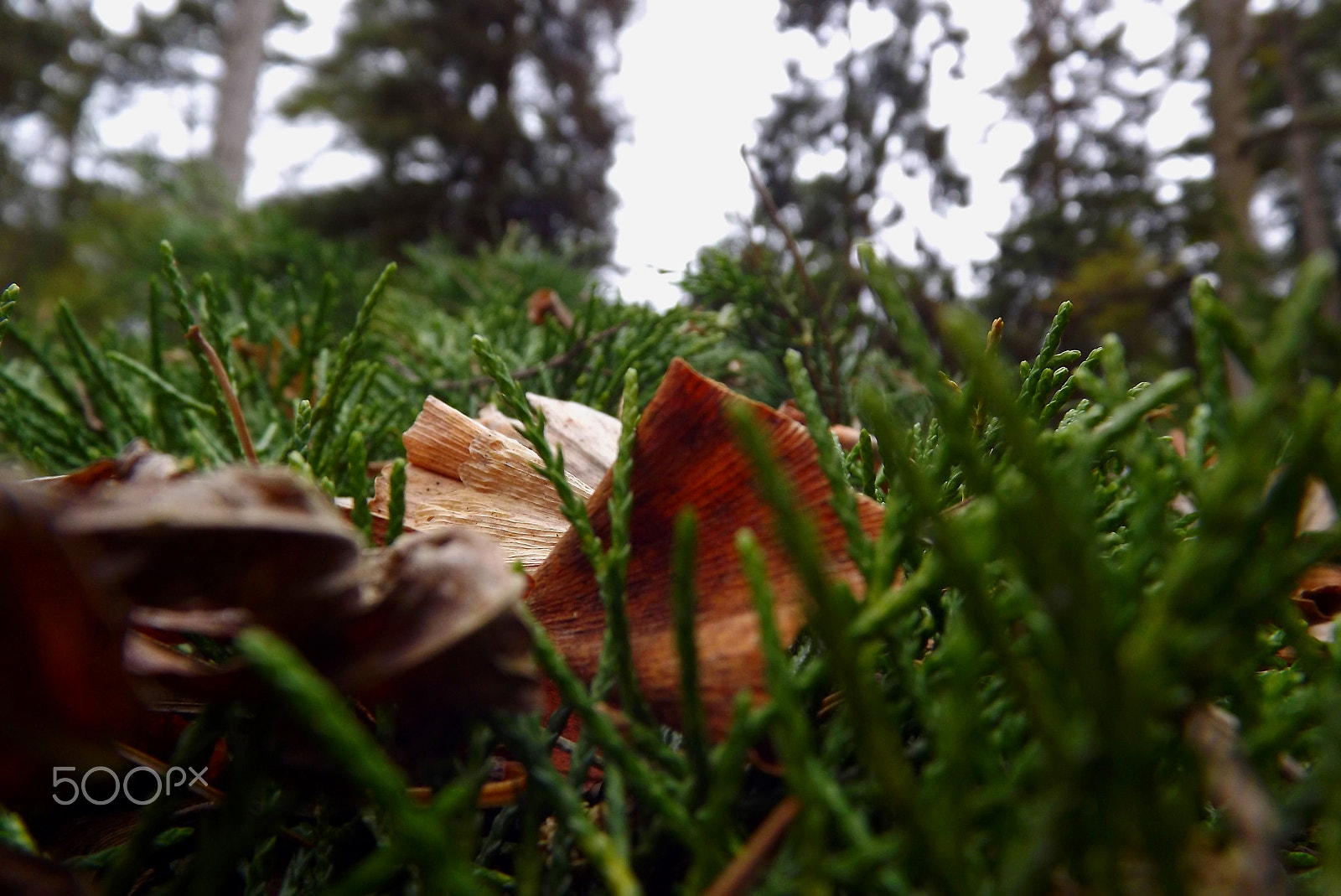 Fujifilm FinePix S3400 sample photo. 2 leaves photography
