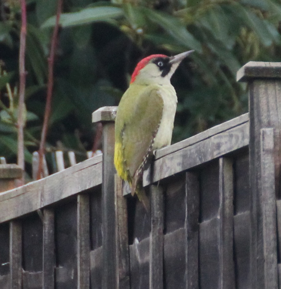 Canon EOS 600D (Rebel EOS T3i / EOS Kiss X5) + Canon 70-300mm sample photo. The local green woodpecker photography