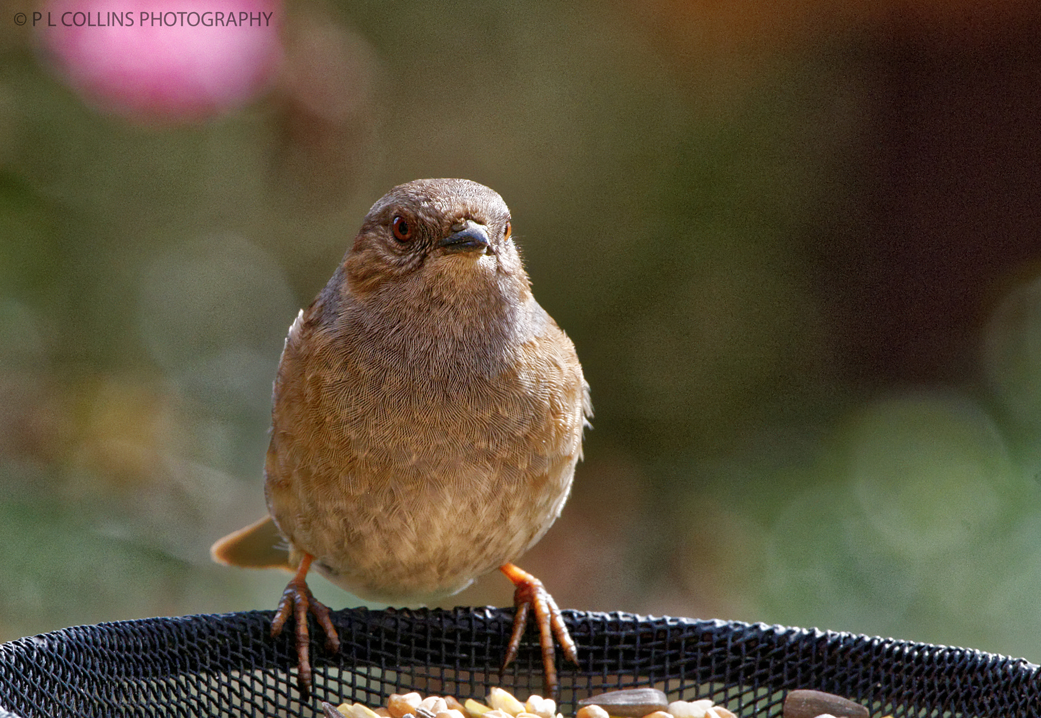 Sigma 50-500mm F4.5-6.3 DG OS HSM sample photo. Dunnock with a beady eye photography